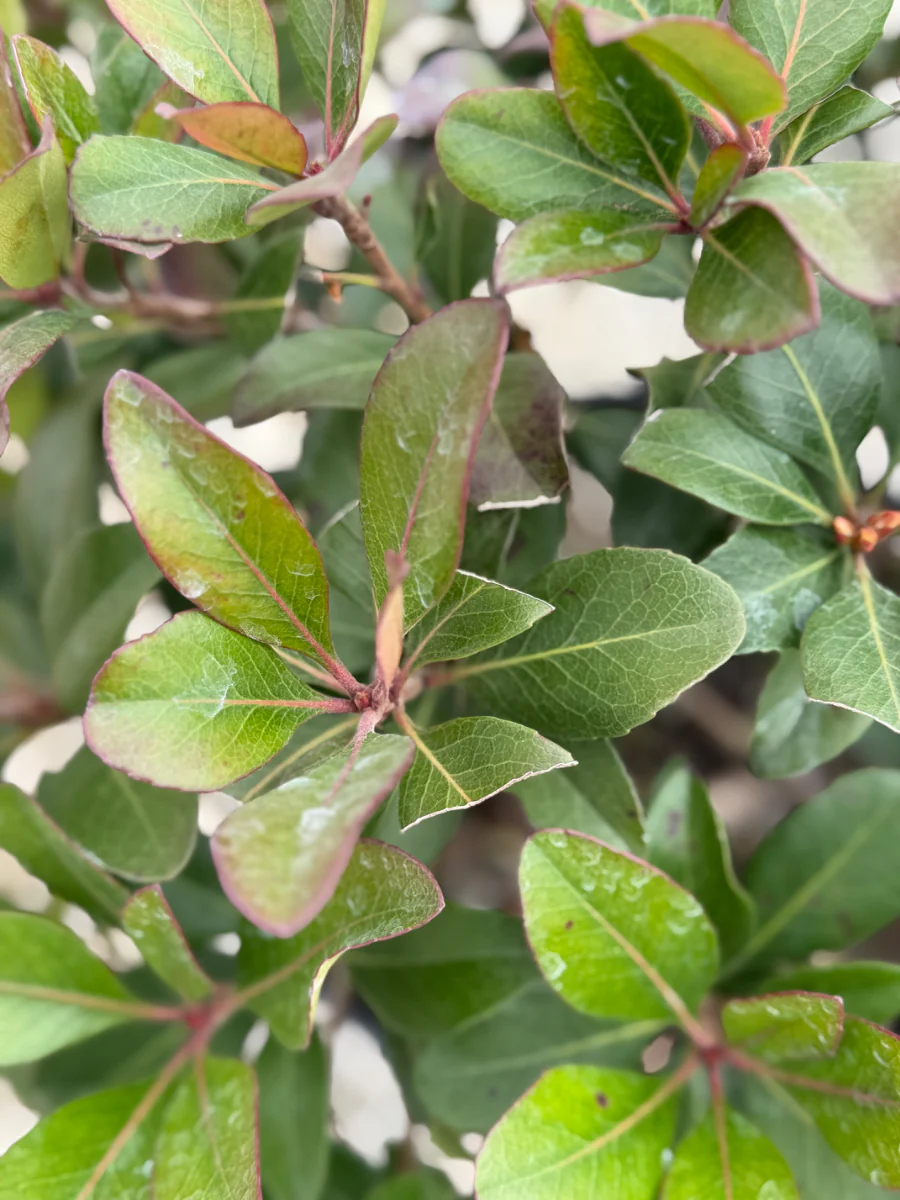 Clara Indian Hawthorn - Image 5