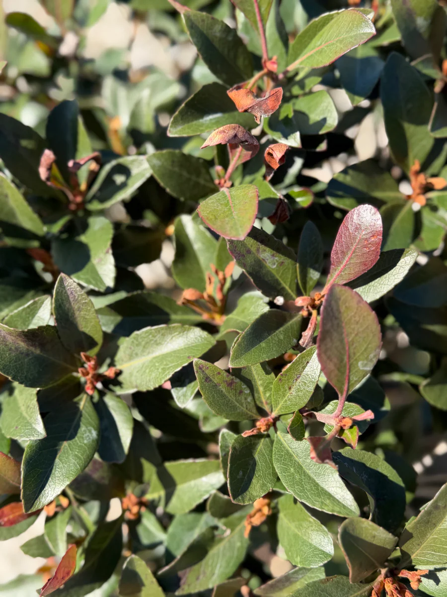 Clara Indian Hawthorn - Image 6