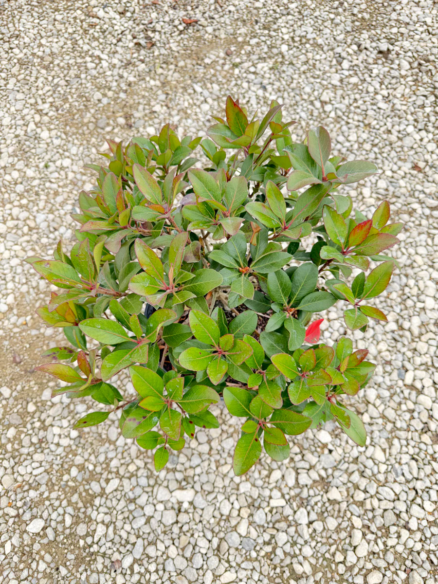 Clara Indian Hawthorn - Image 8