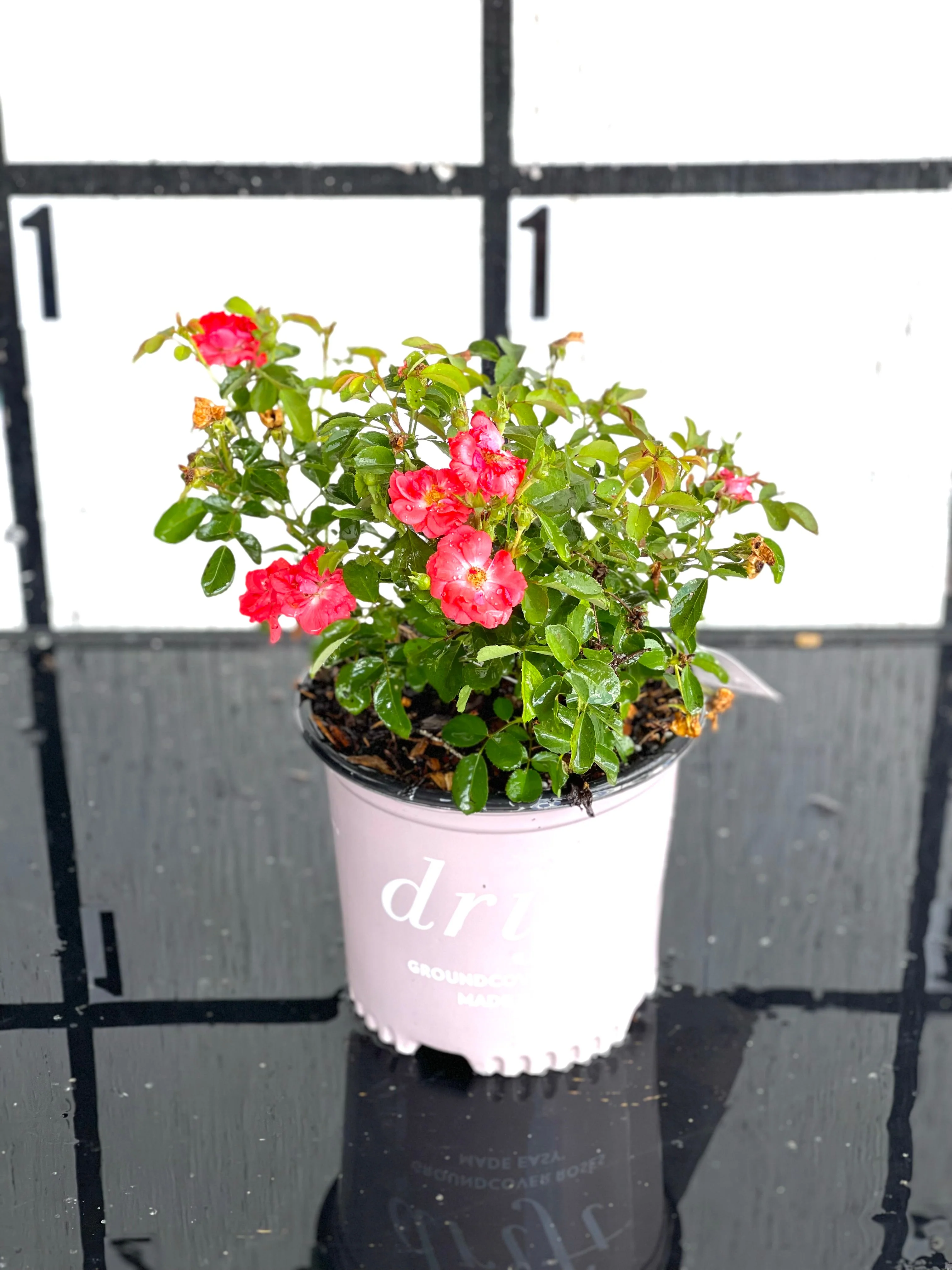 Coral Drift Rose™ - Image 5