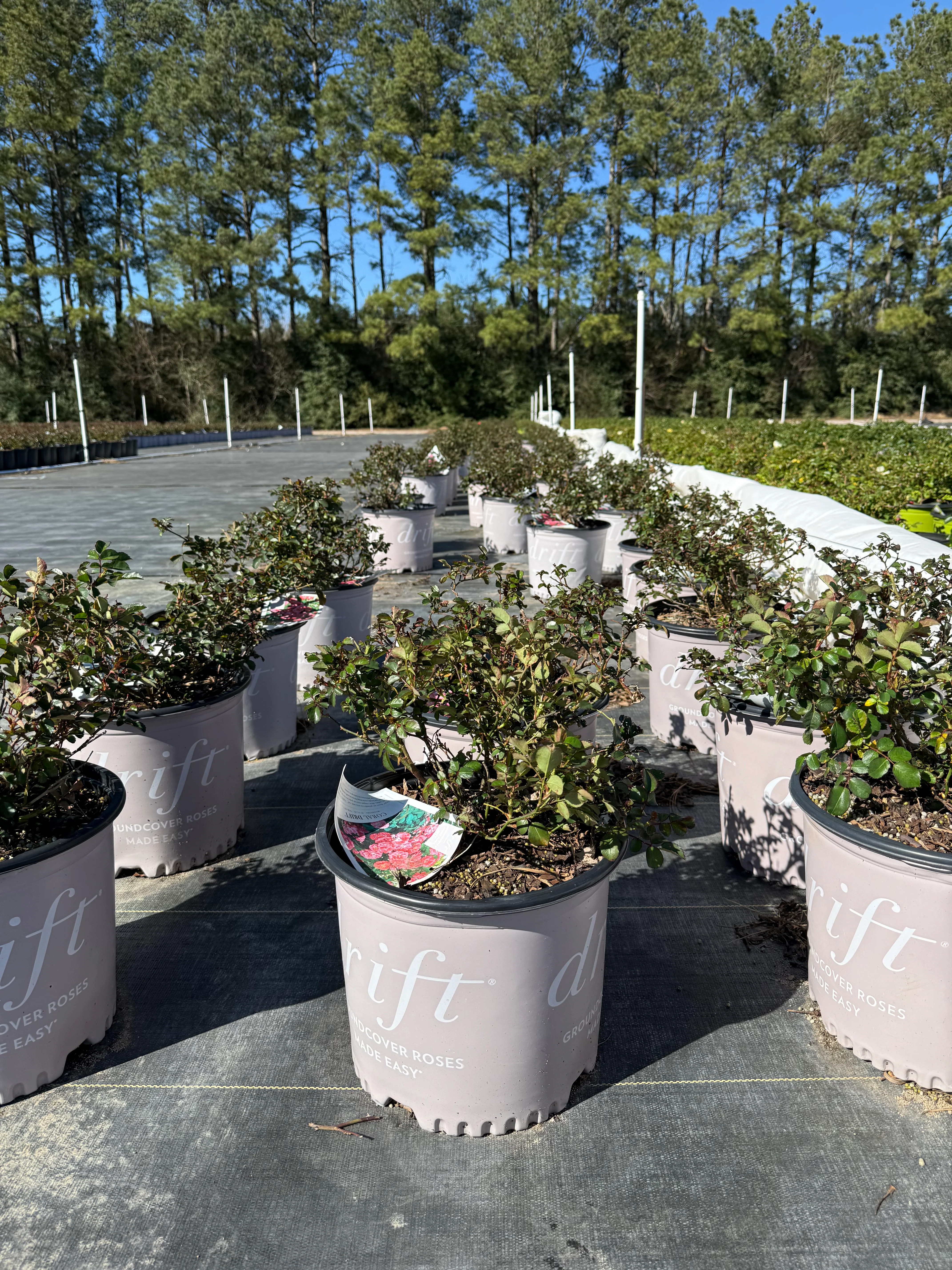 Coral Drift Rose™ - Image 8