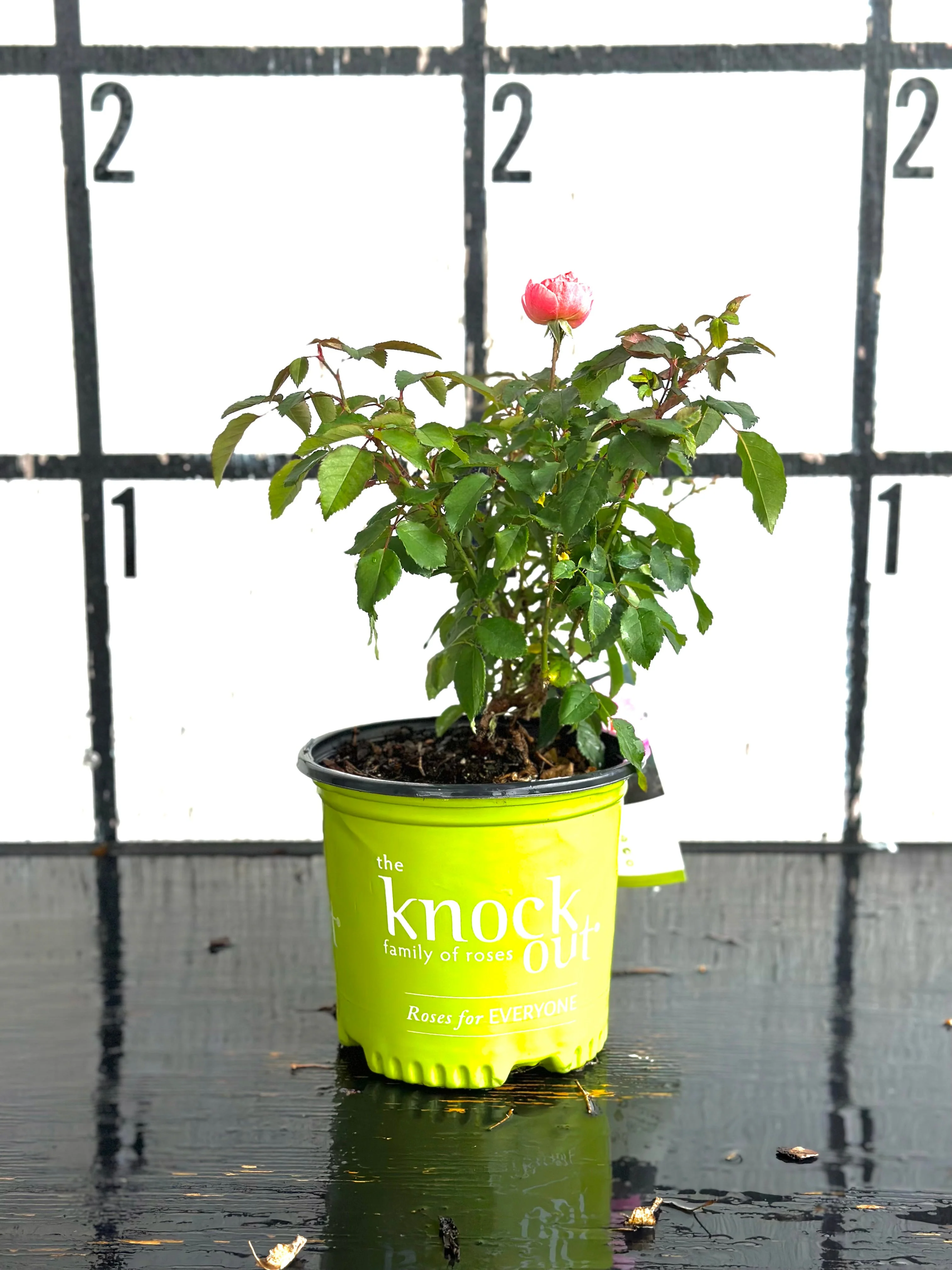 Coral Knockout Rose - Image 3