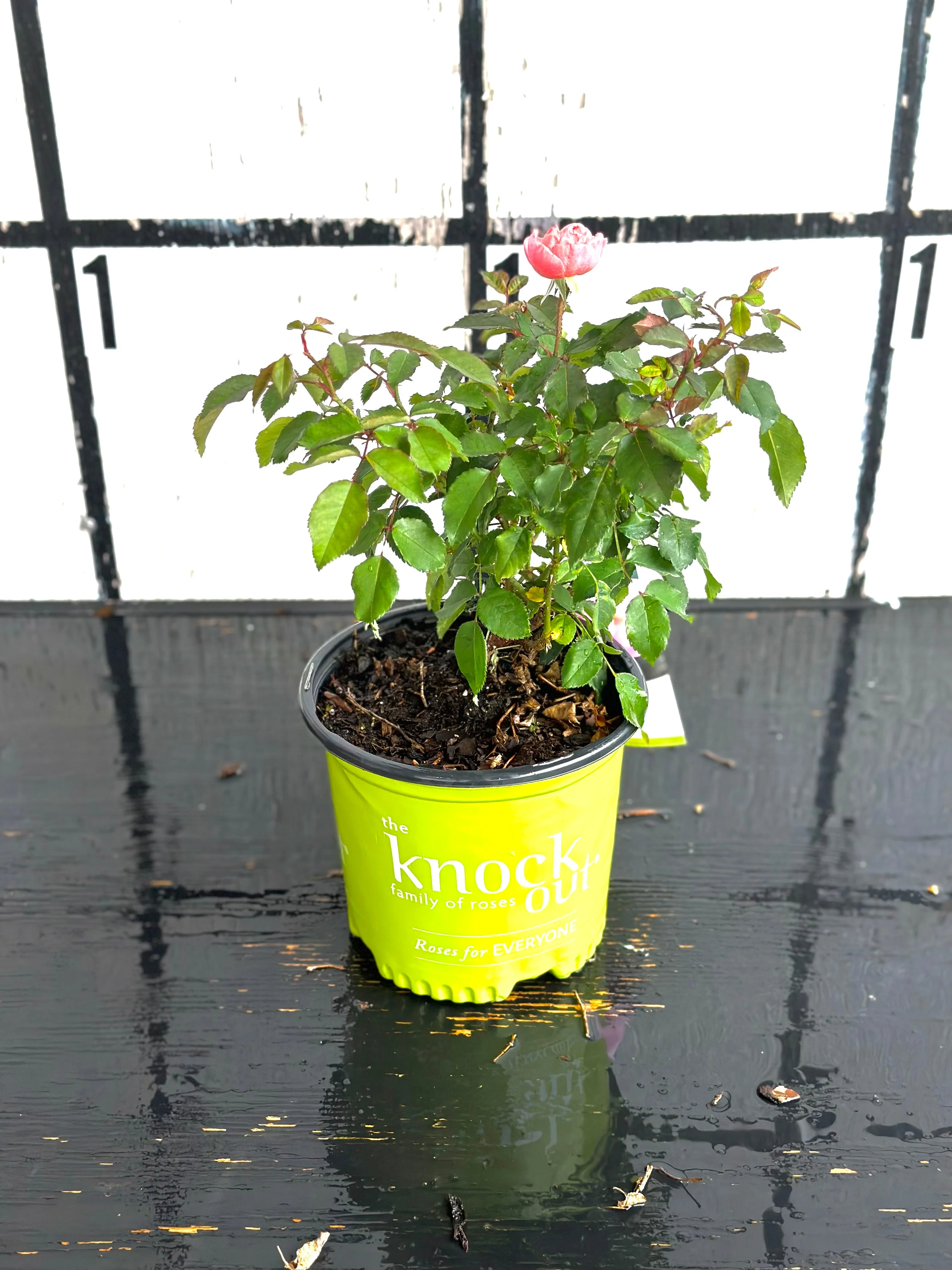 Coral Knockout Rose - Image 4