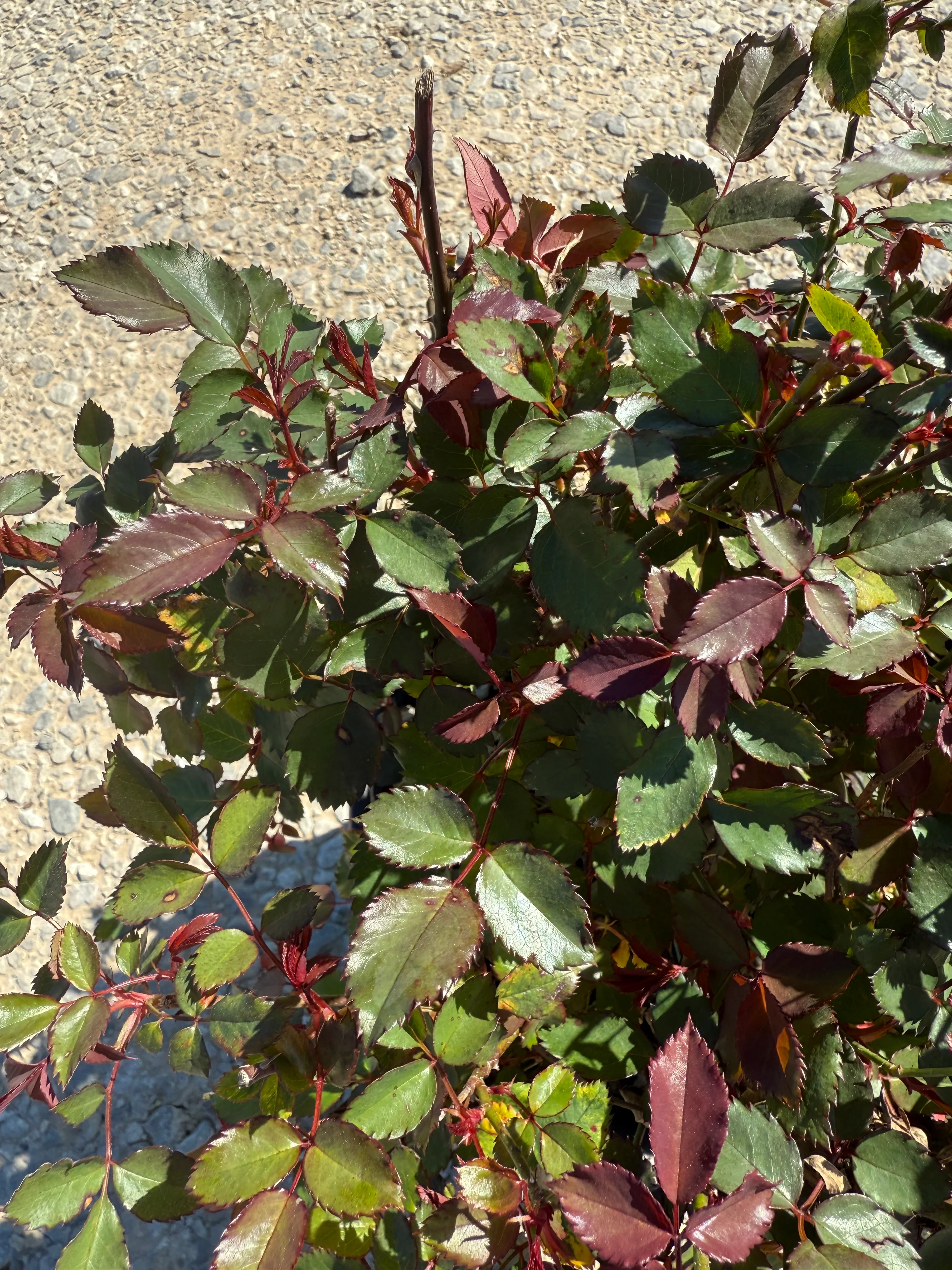 Coral Knockout Rose - Image 7