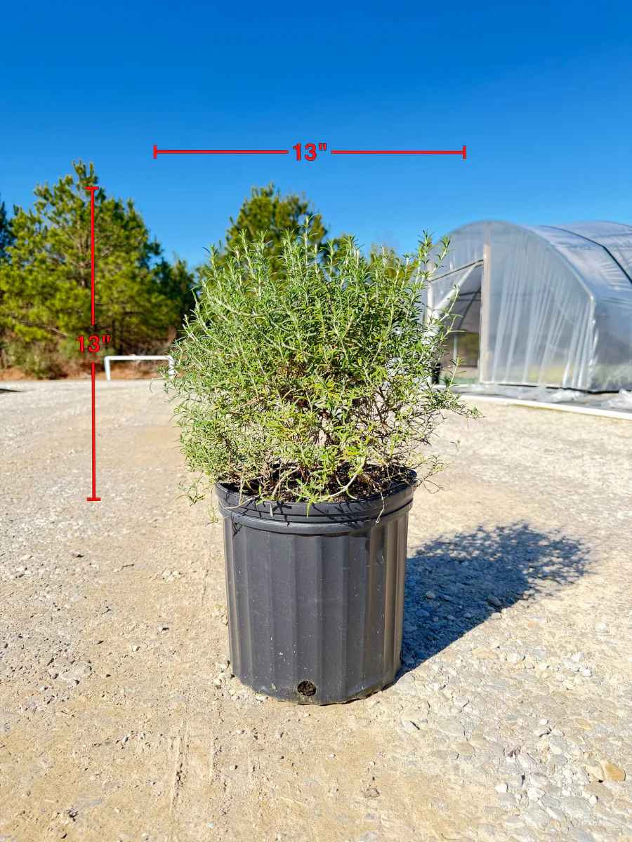 Creeping Rosemary