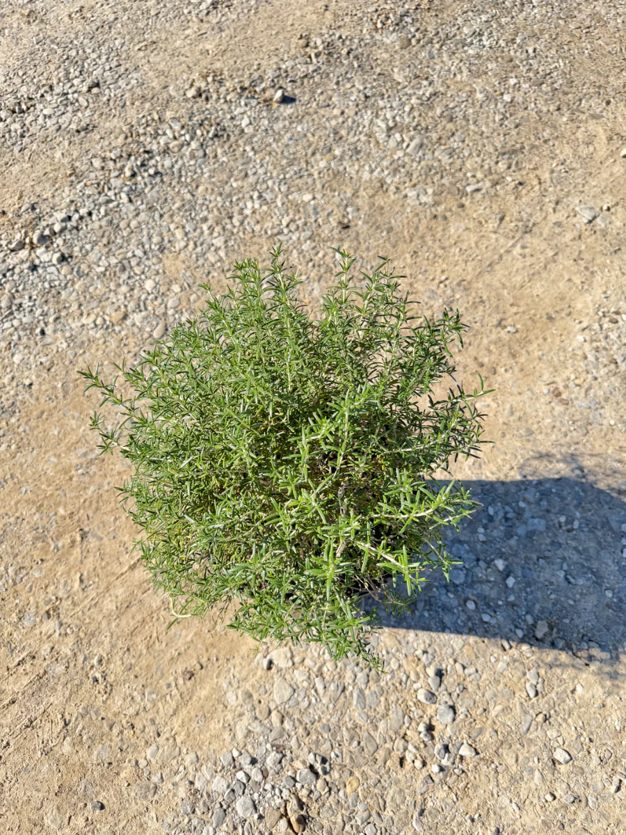 Creeping Rosemary - Image 2