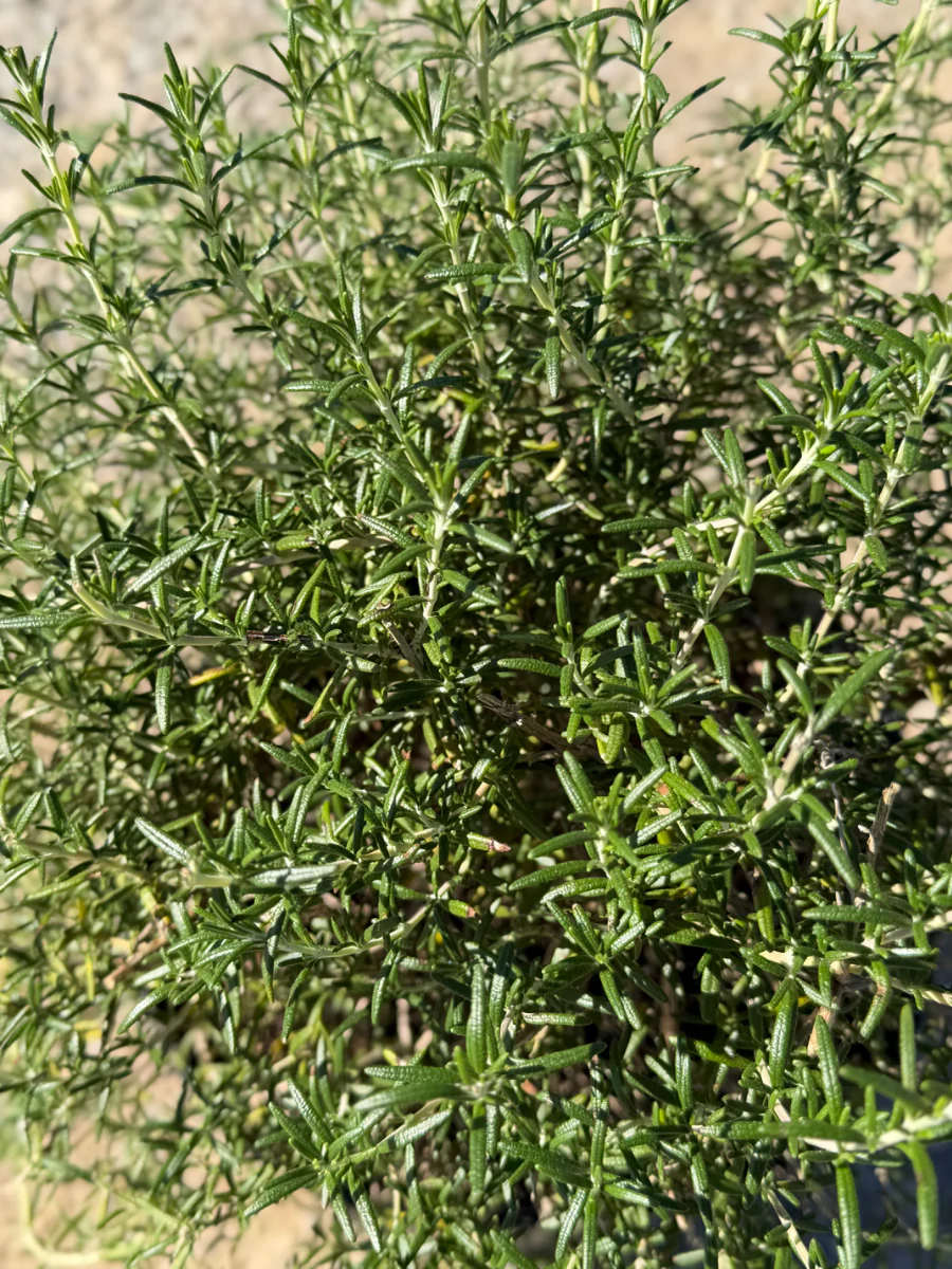 Creeping Rosemary - Image 3
