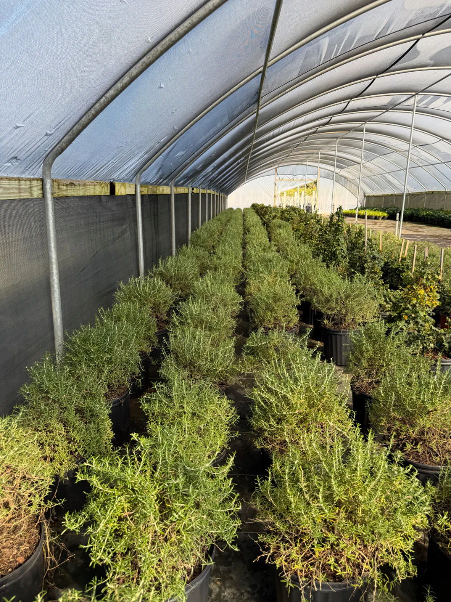 Creeping Rosemary - Image 4