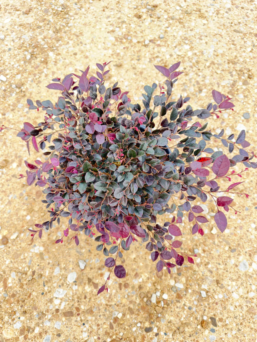 Crimson Fire Loropetalum - Image 2