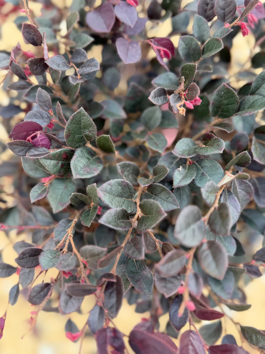 Crimson Fire Loropetalum - Image 3