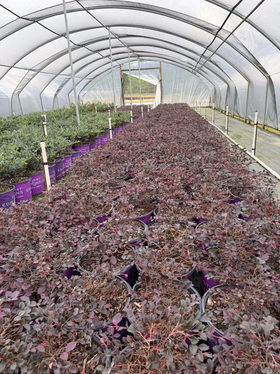 Crimson Fire Loropetalum - Image 4