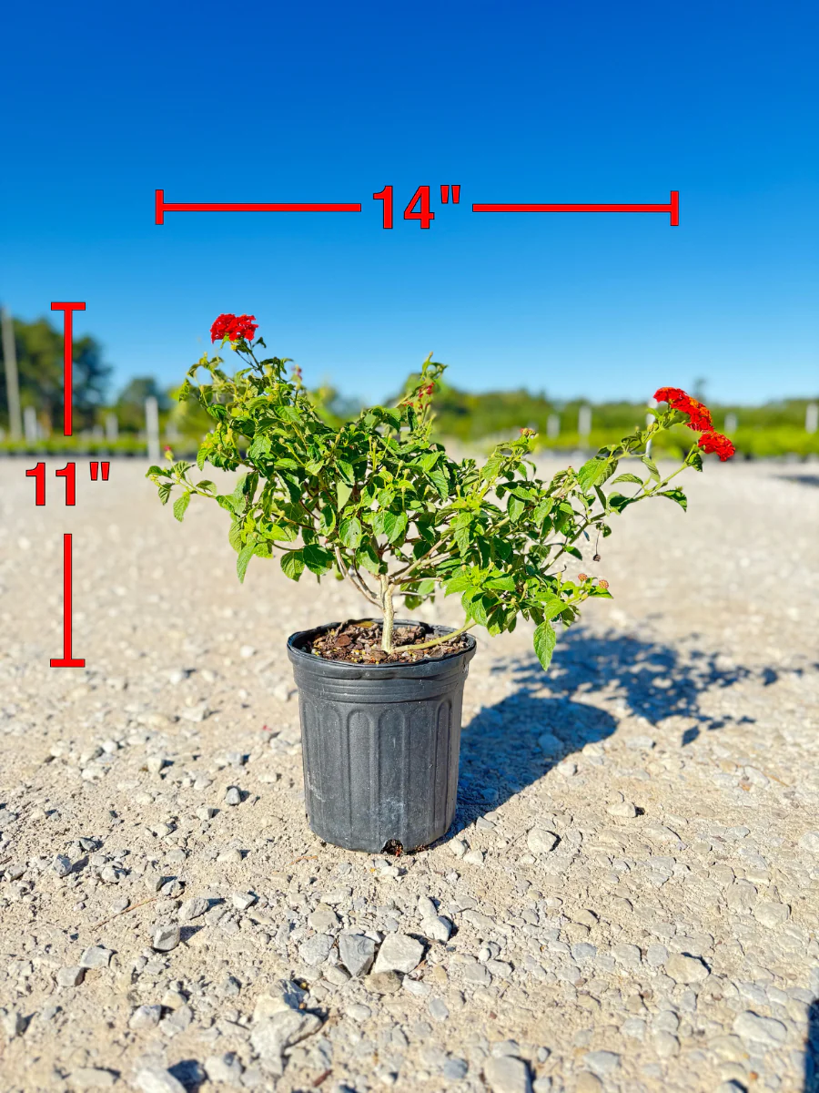 Dallas Red Lantana