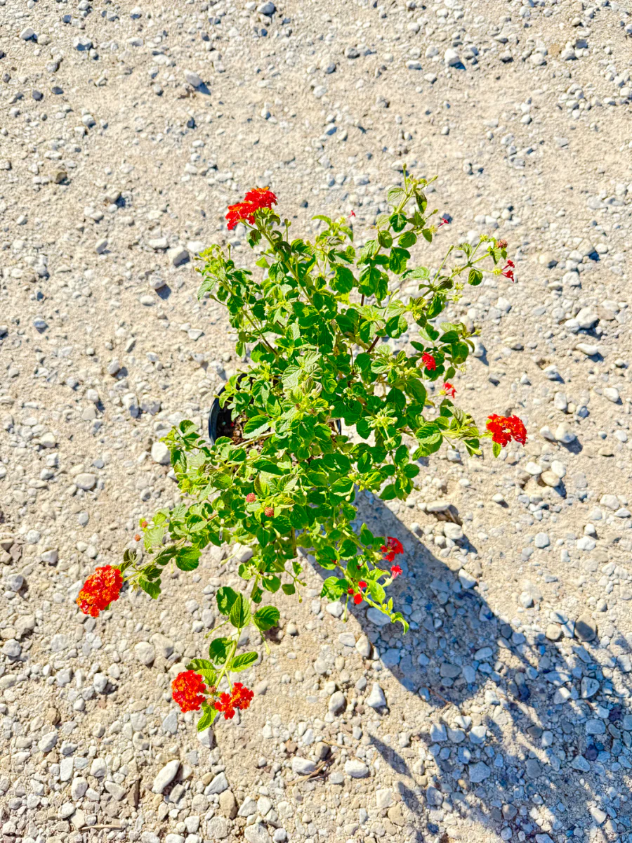 Dallas Red Lantana - Image 2