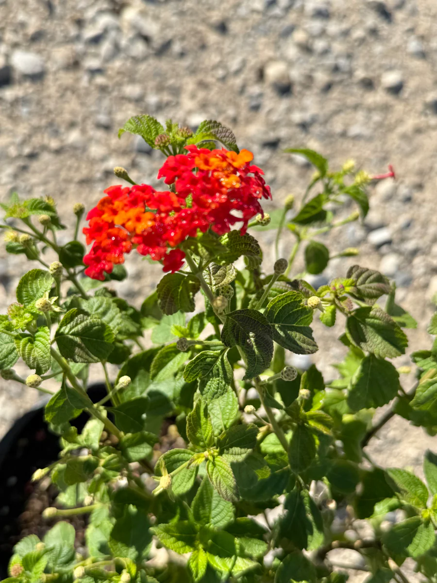 Dallas Red Lantana - Image 3