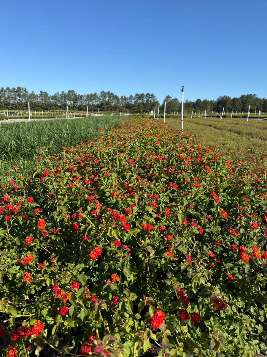 Dallas Red Lantana - Image 4