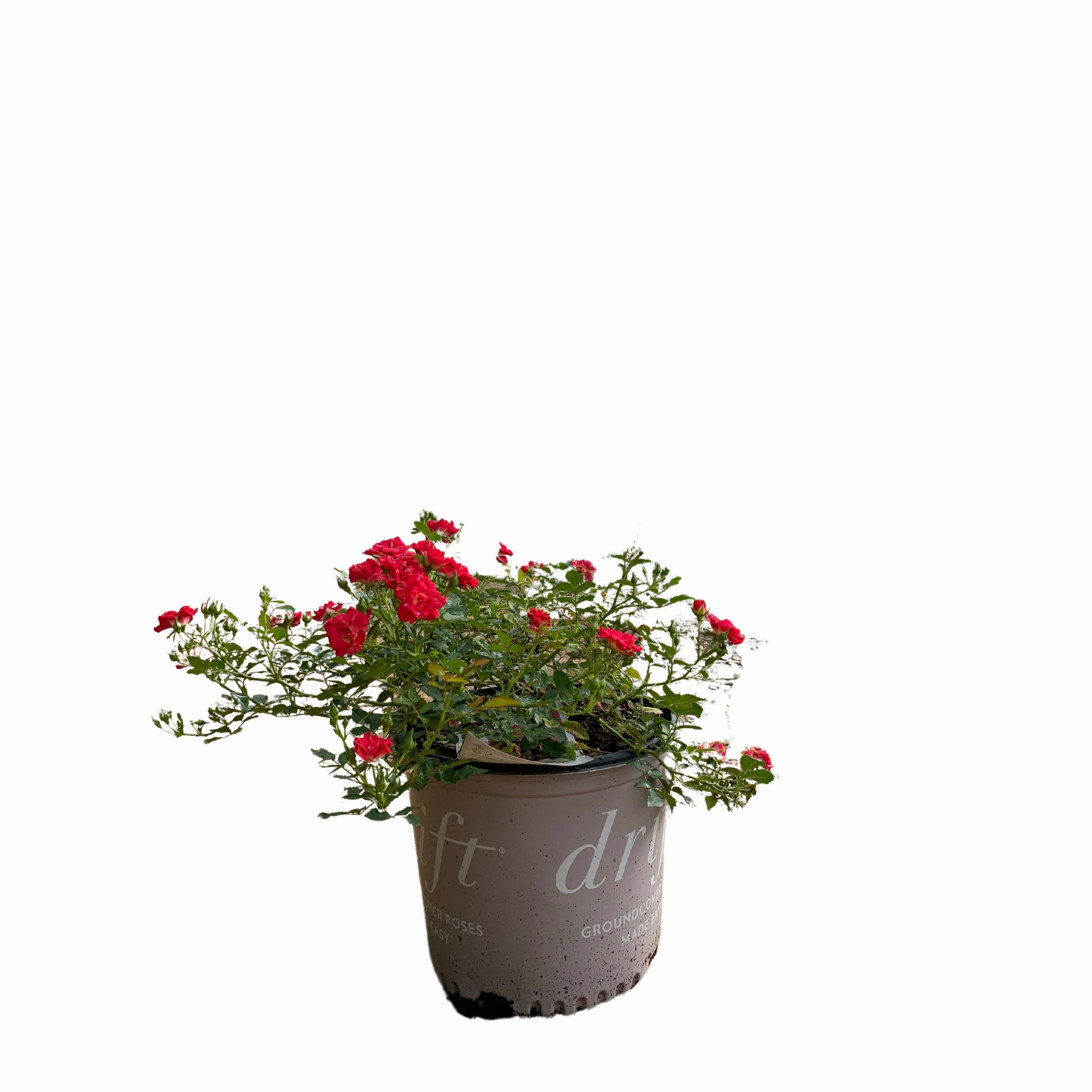 Red Drift Roses™ - Image 3