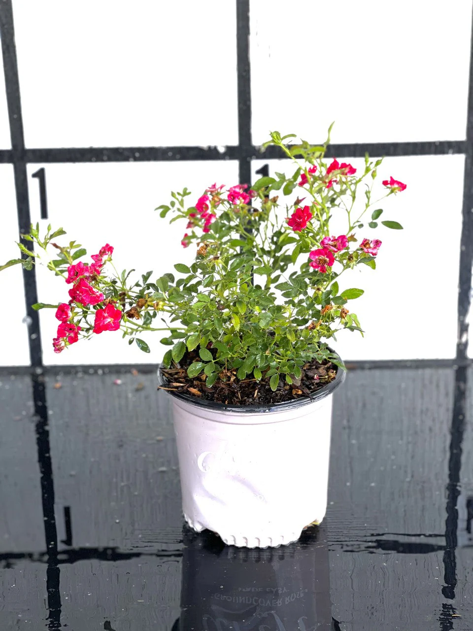 Red Drift Roses™ - Image 4