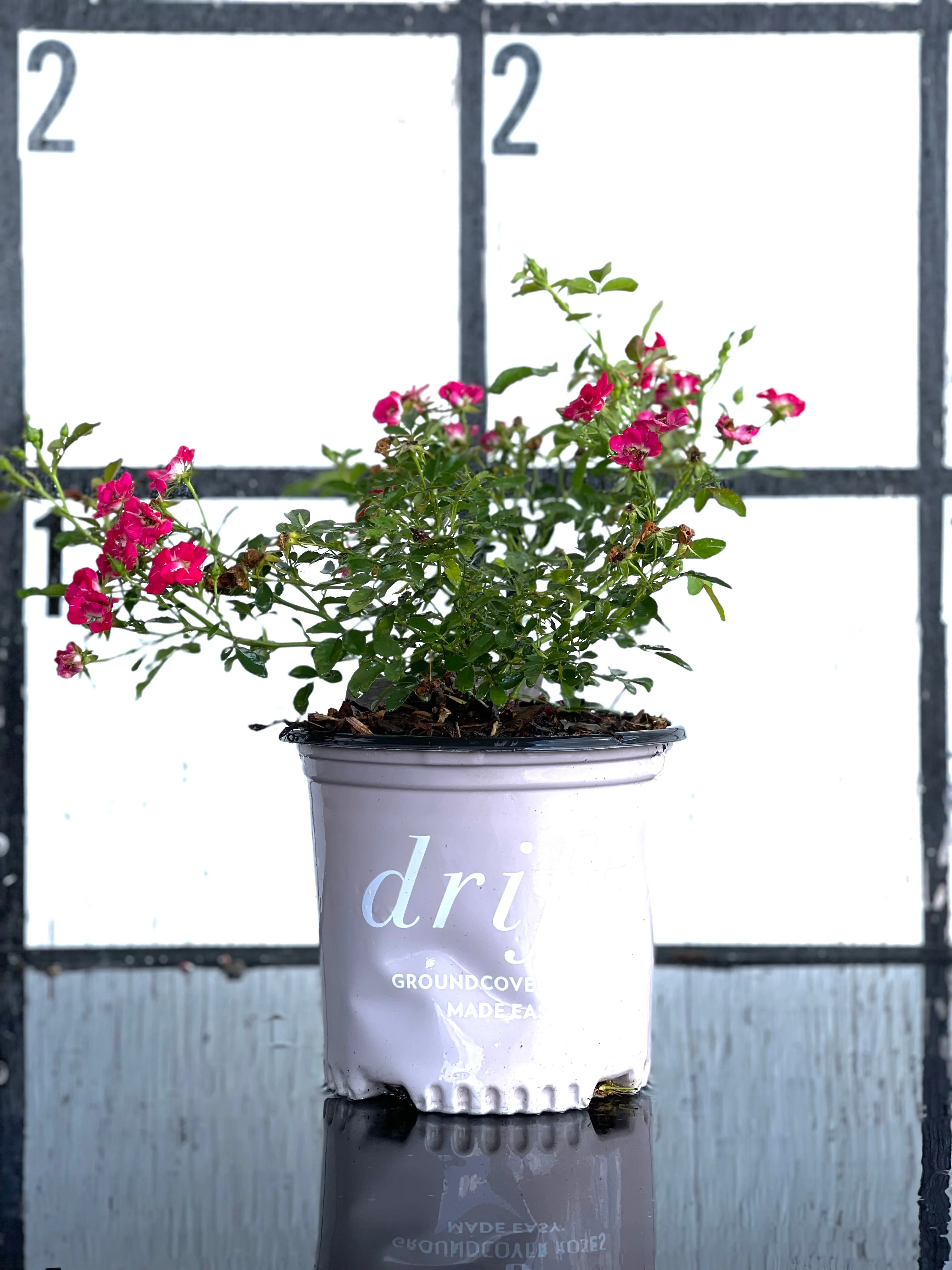 Red Drift Roses™ - Image 5