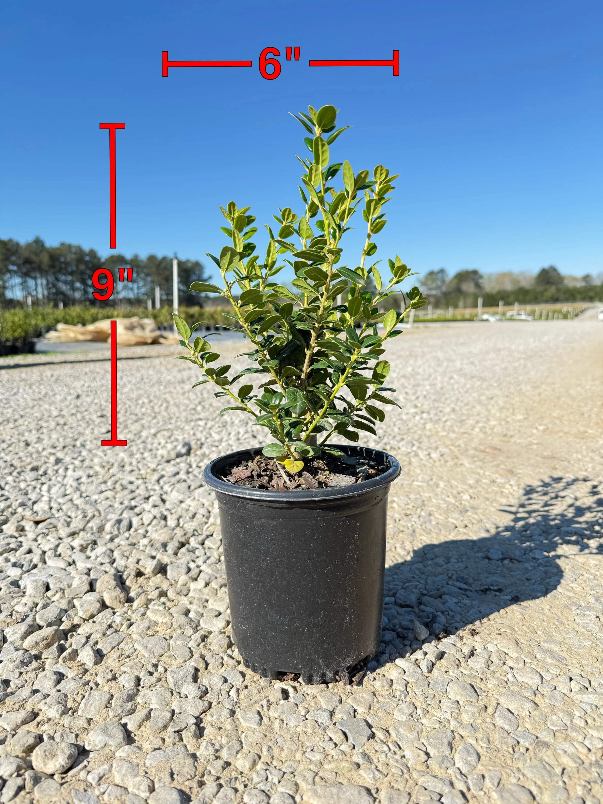 Dwarf Burford Holly