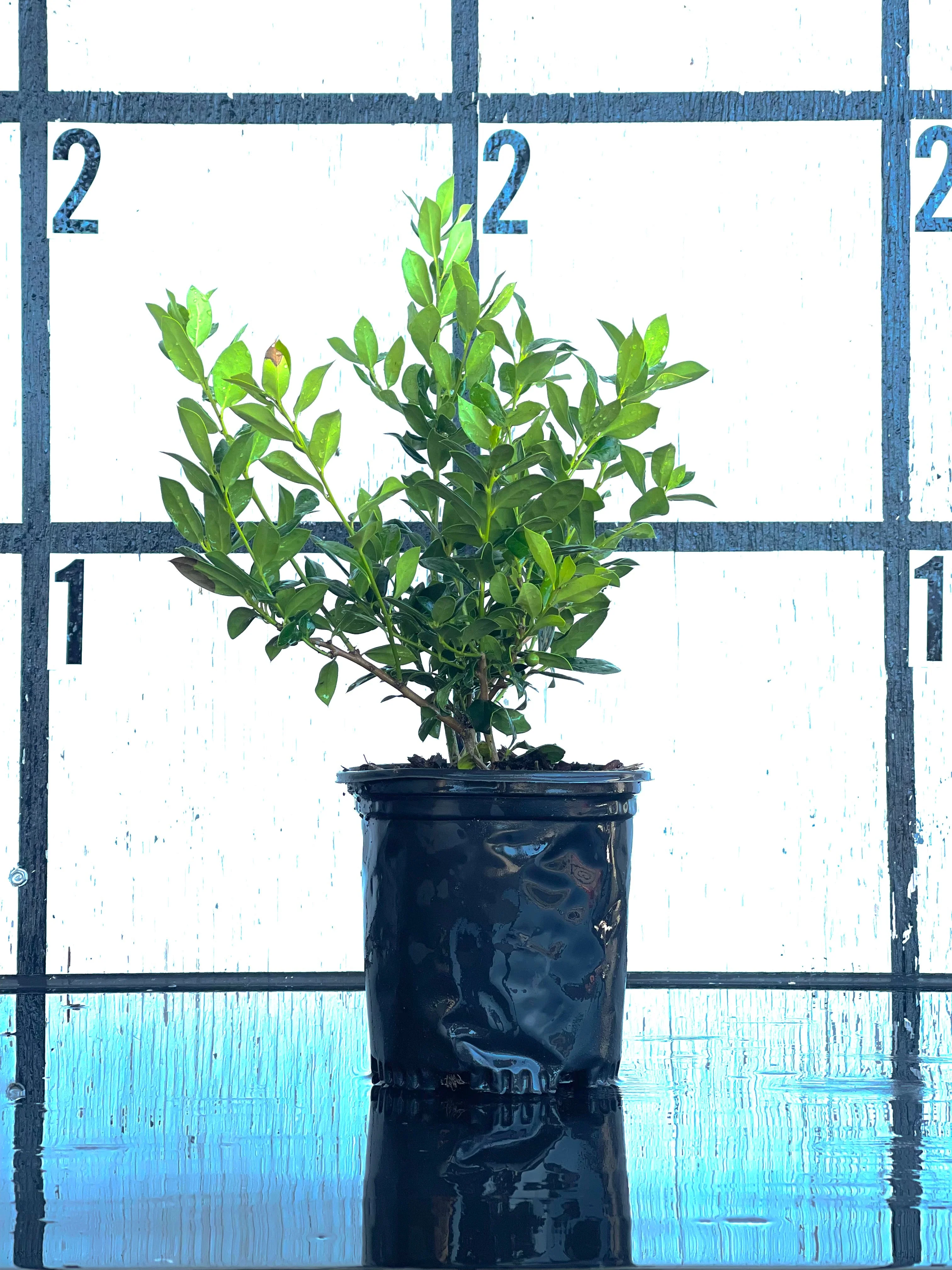 Dwarf Burford Holly - Image 2