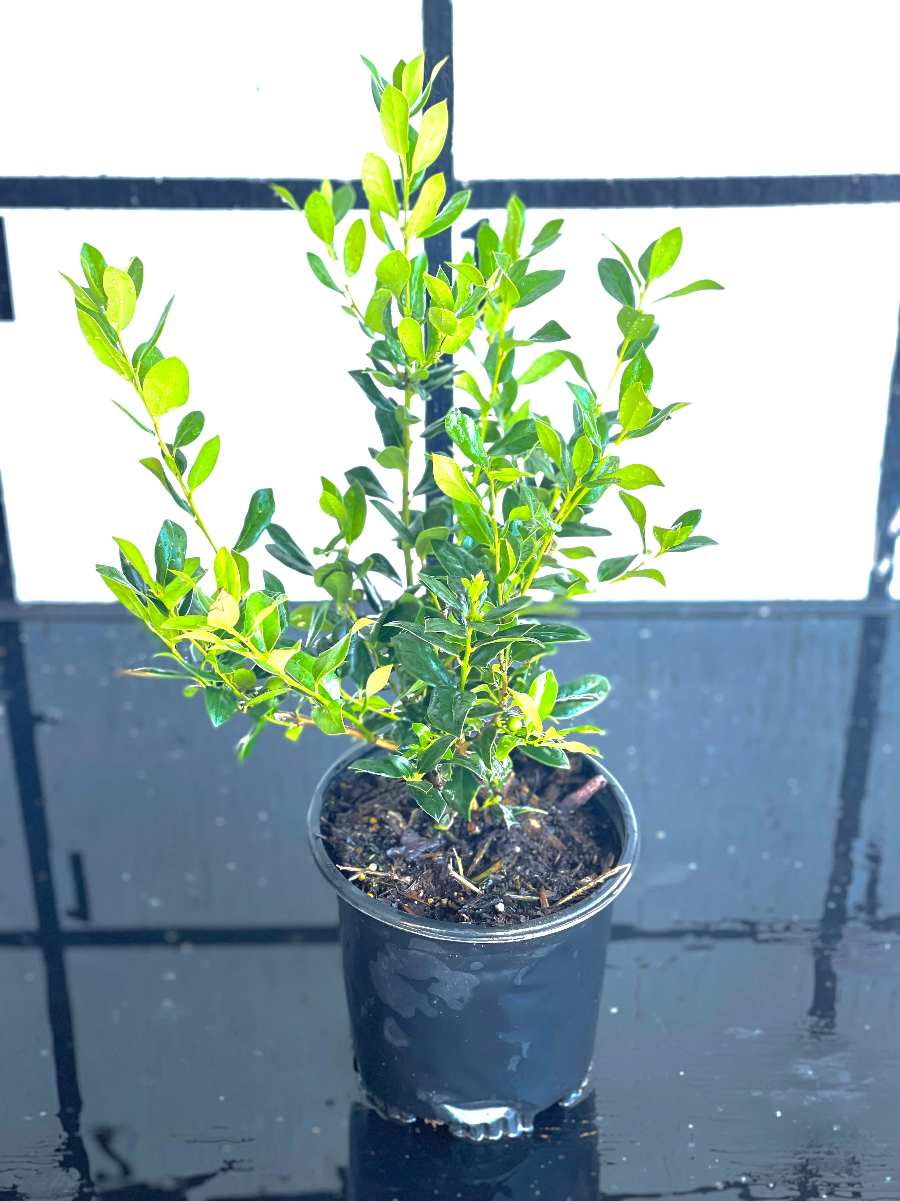 Dwarf Burford Holly - Image 3