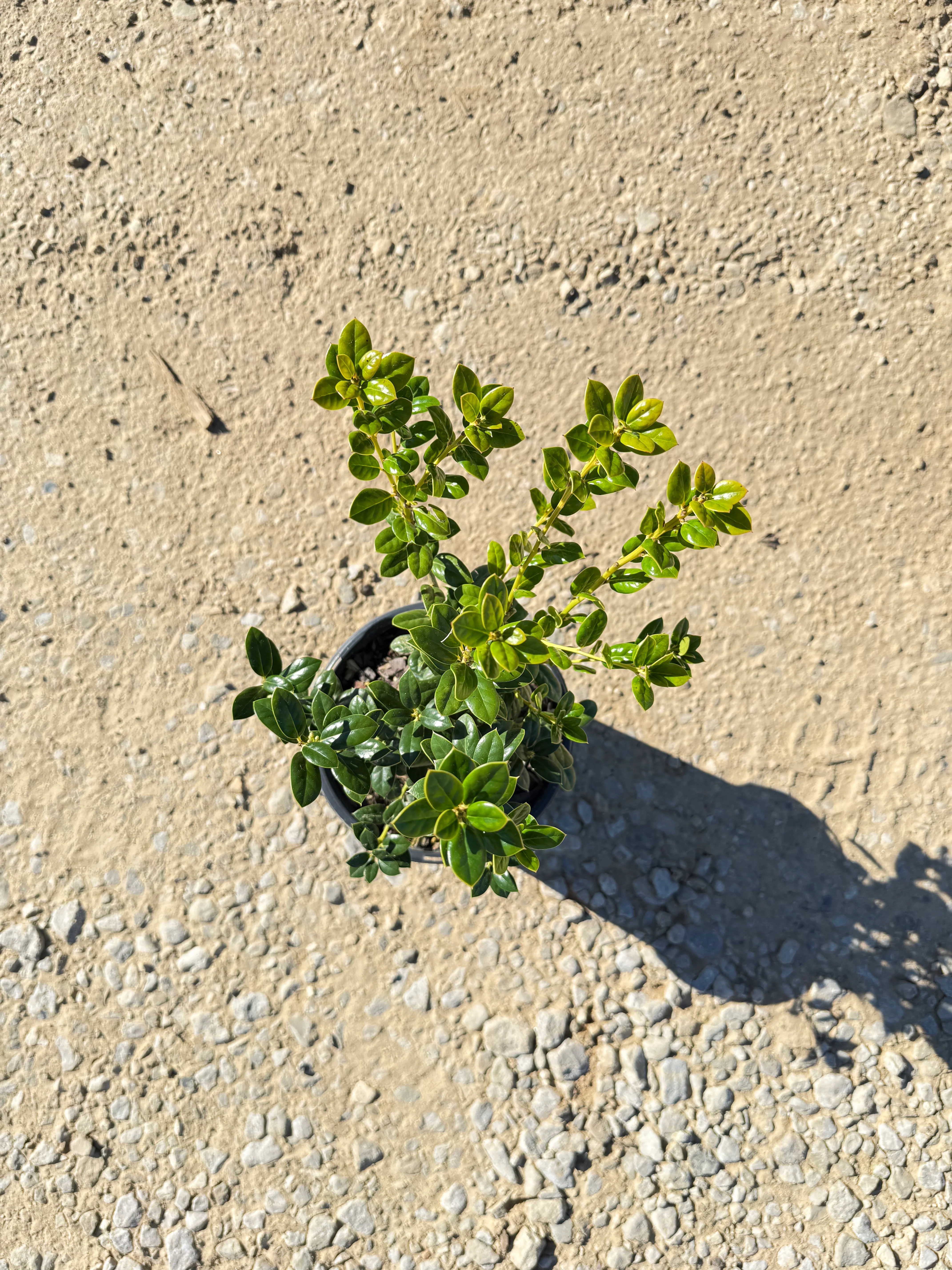 Dwarf Burford Holly - Image 4