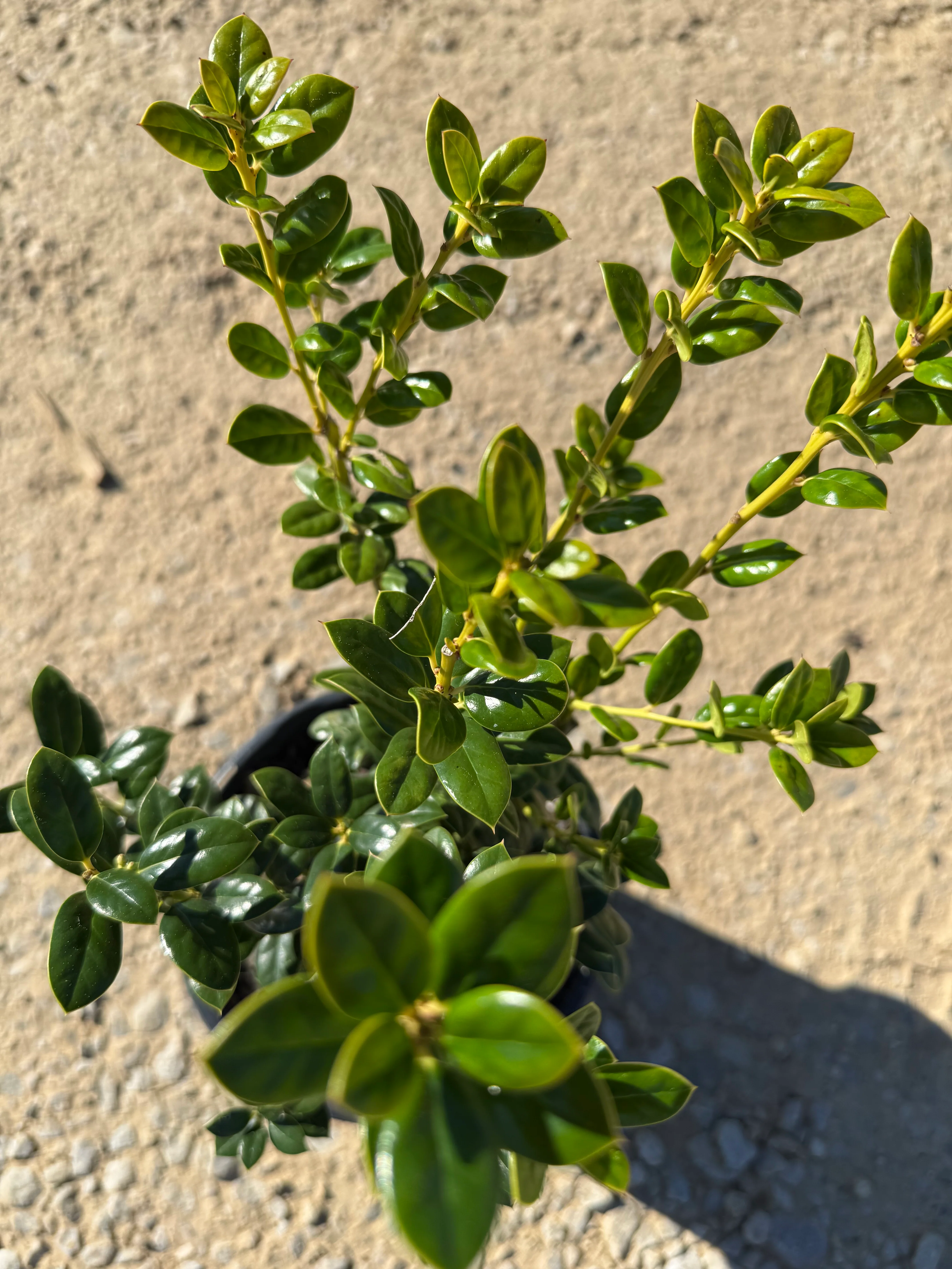 Dwarf Burford Holly - Image 5