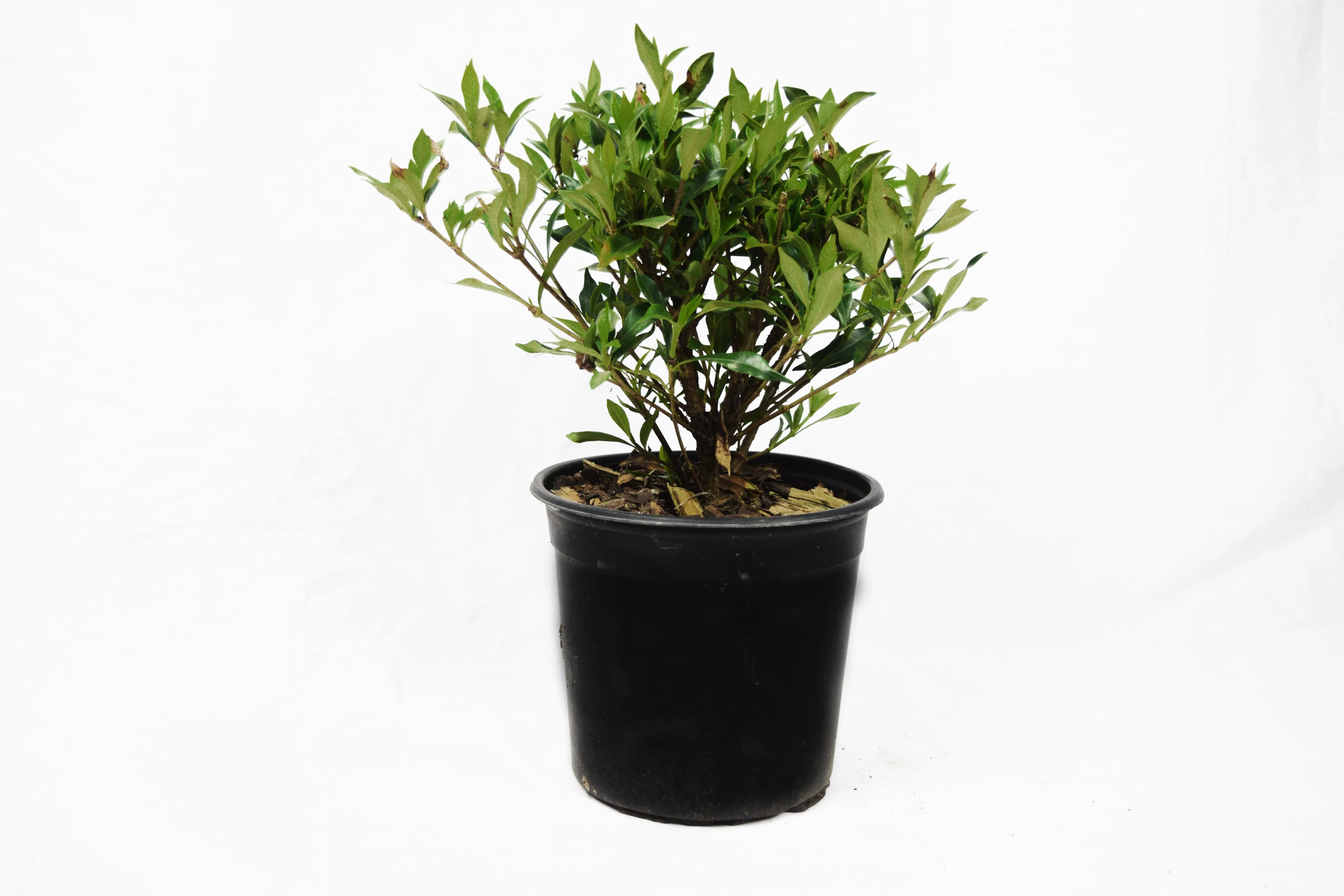 Dwarf Gardenia Radican - Image 3