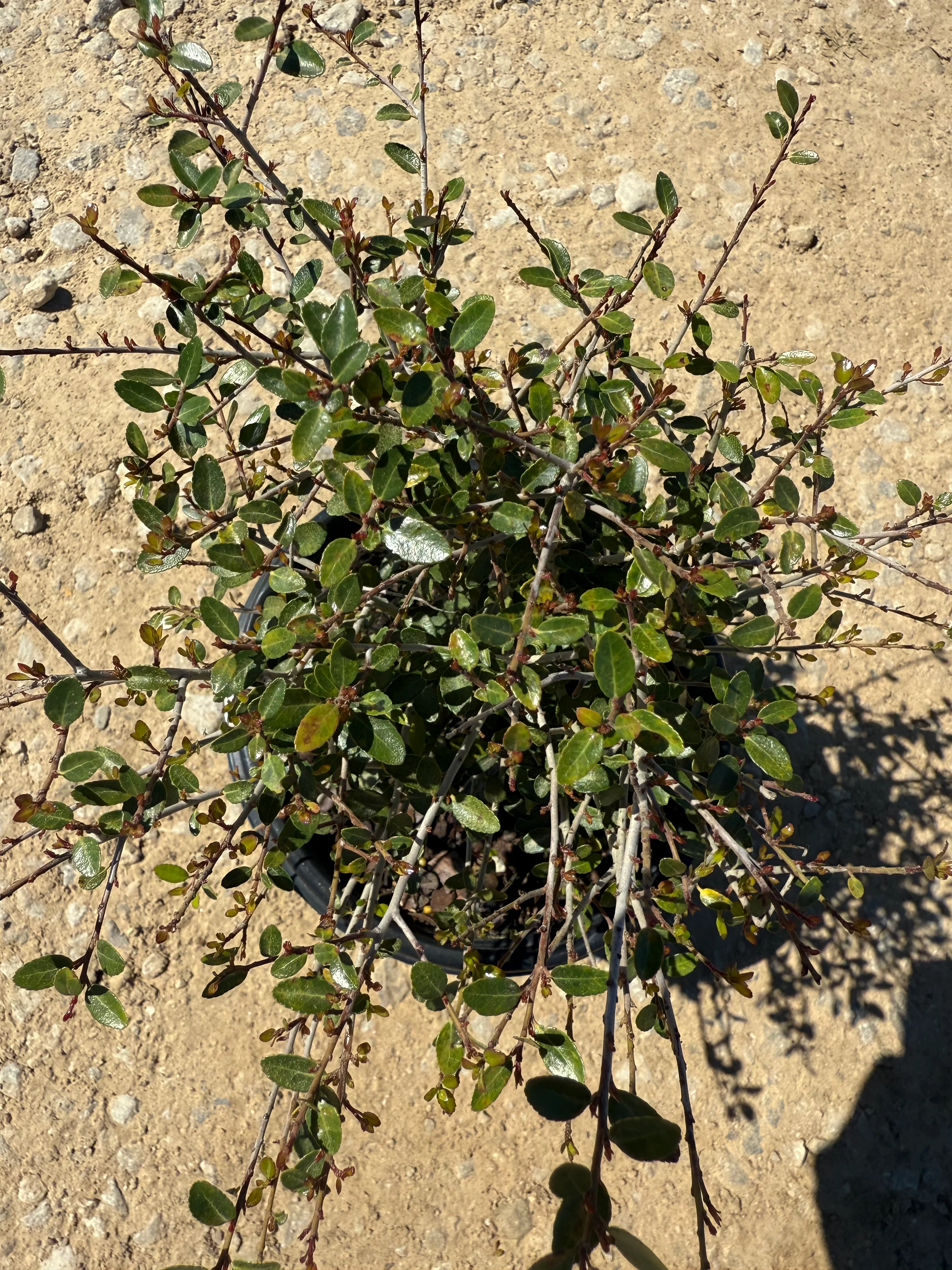 Dwarf Yaupon - Image 6