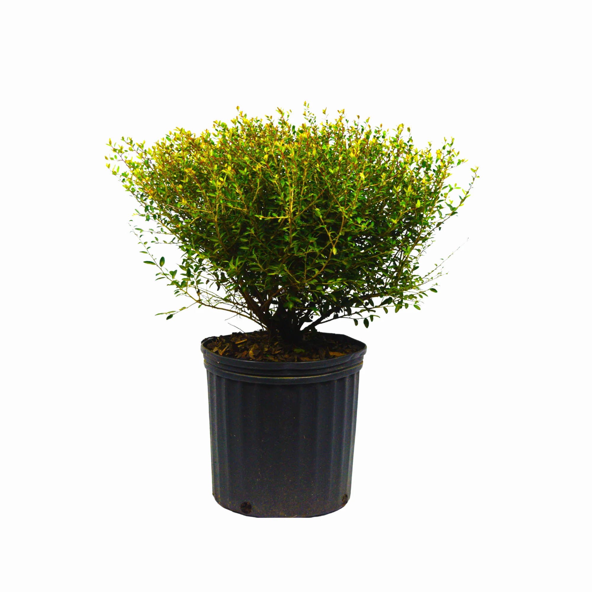 Dwarf Yaupon - Image 8