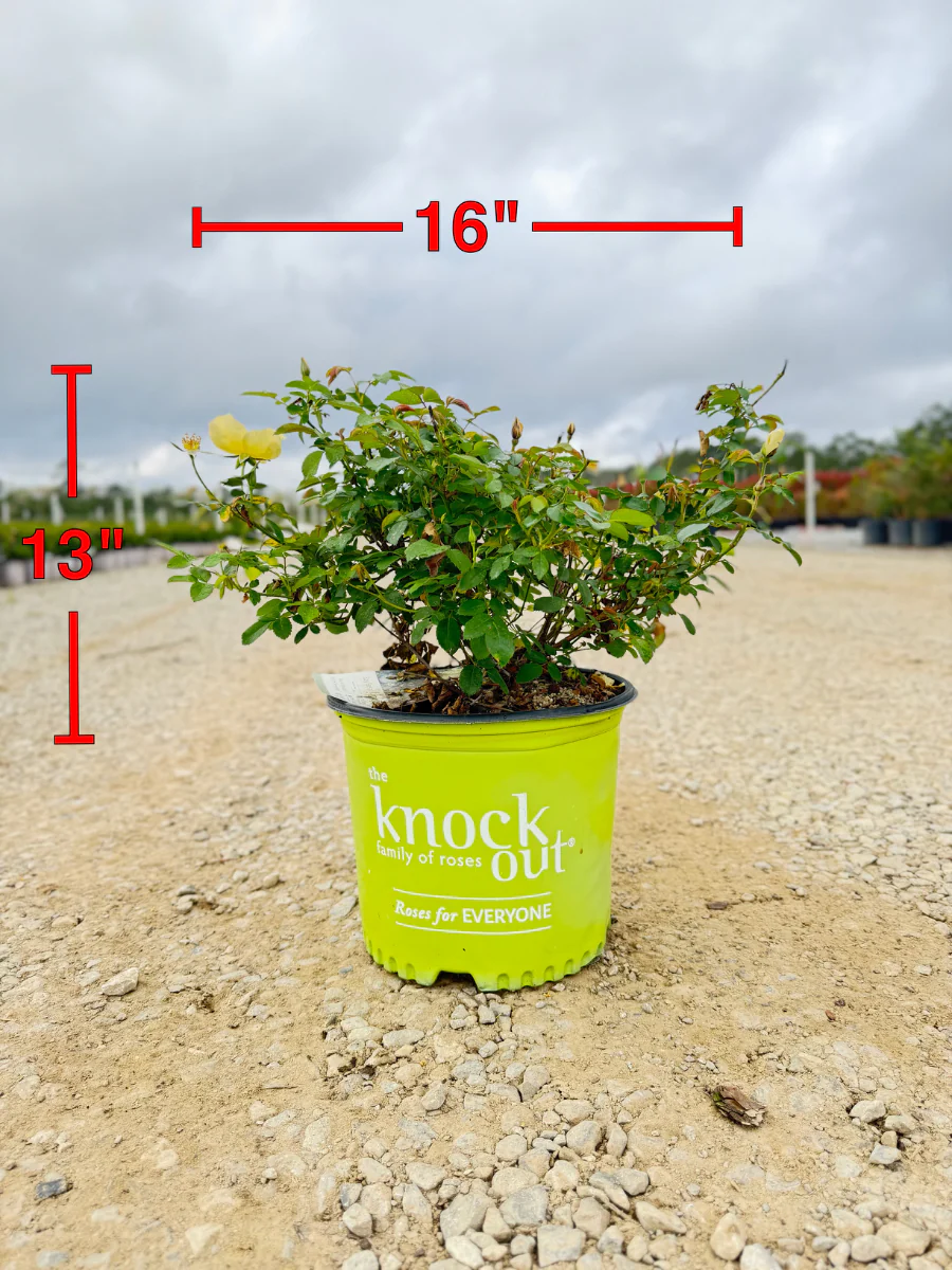 Easy Bee-zy Knock Out Rose