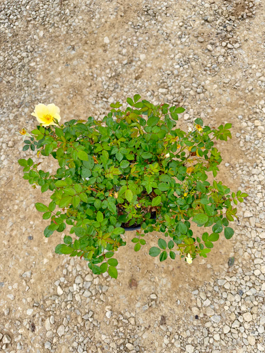 Easy Bee-zy Knock Out Rose - Image 2