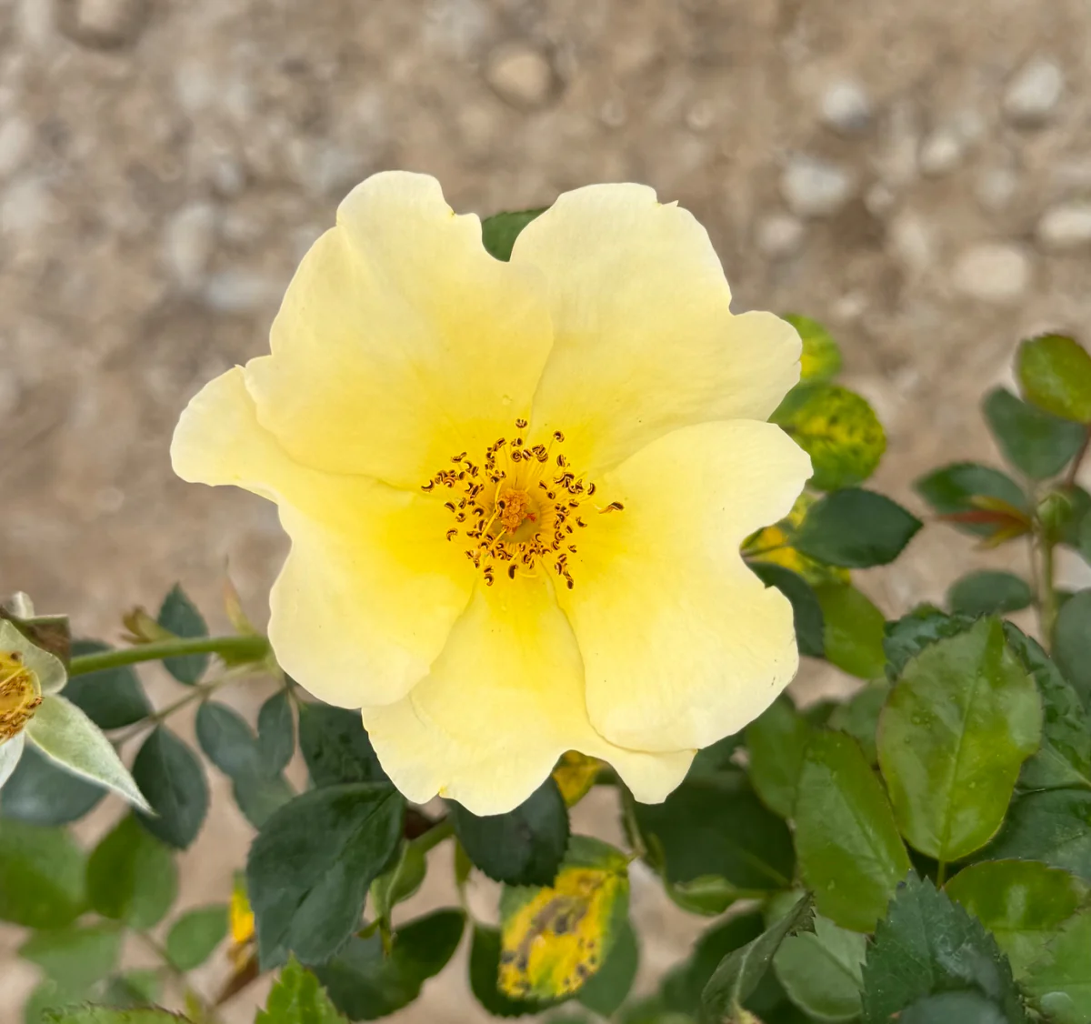 Easy Bee-zy Knock Out Rose - Image 3