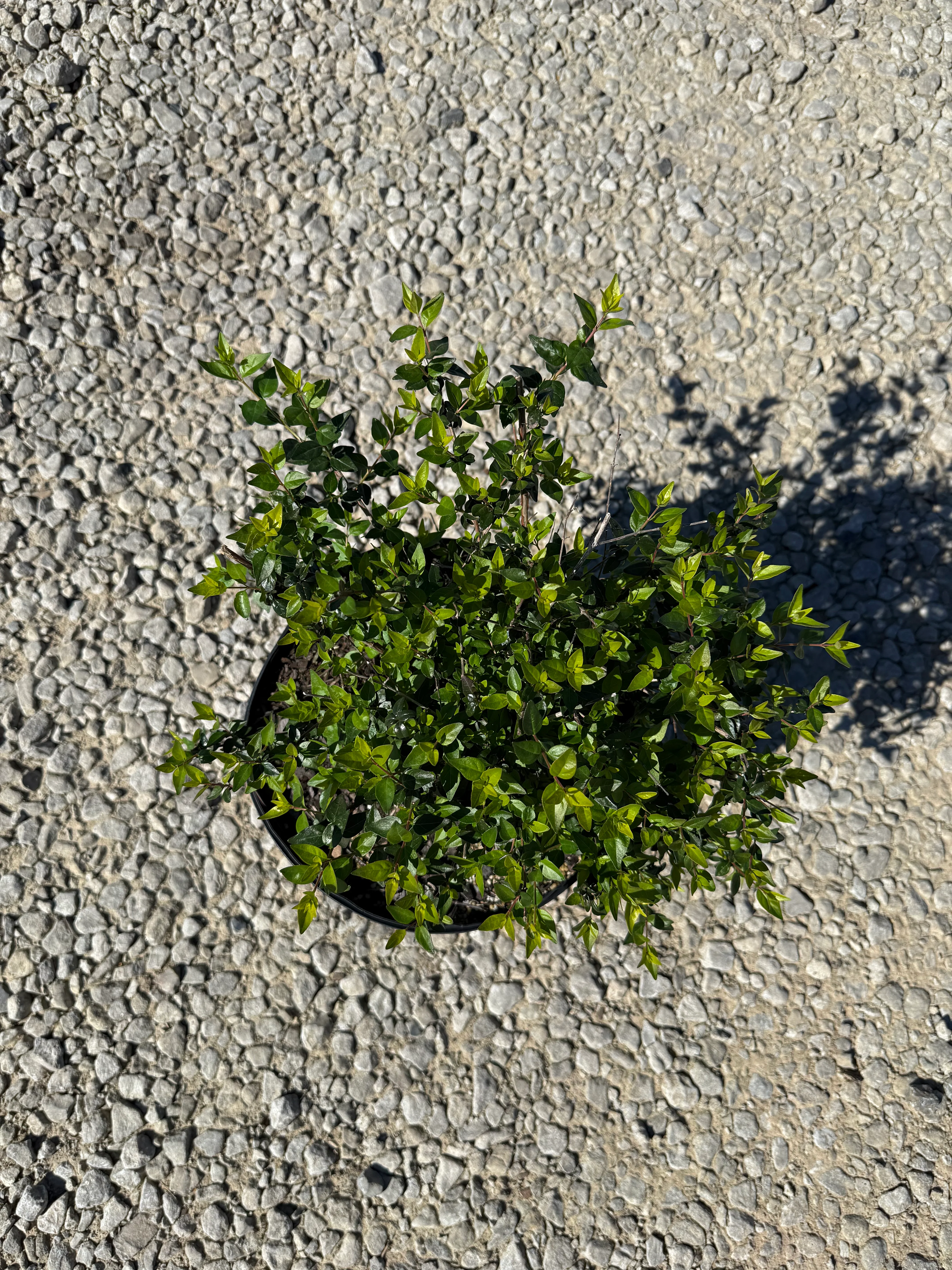 Edward Goucher Abelia - Image 2