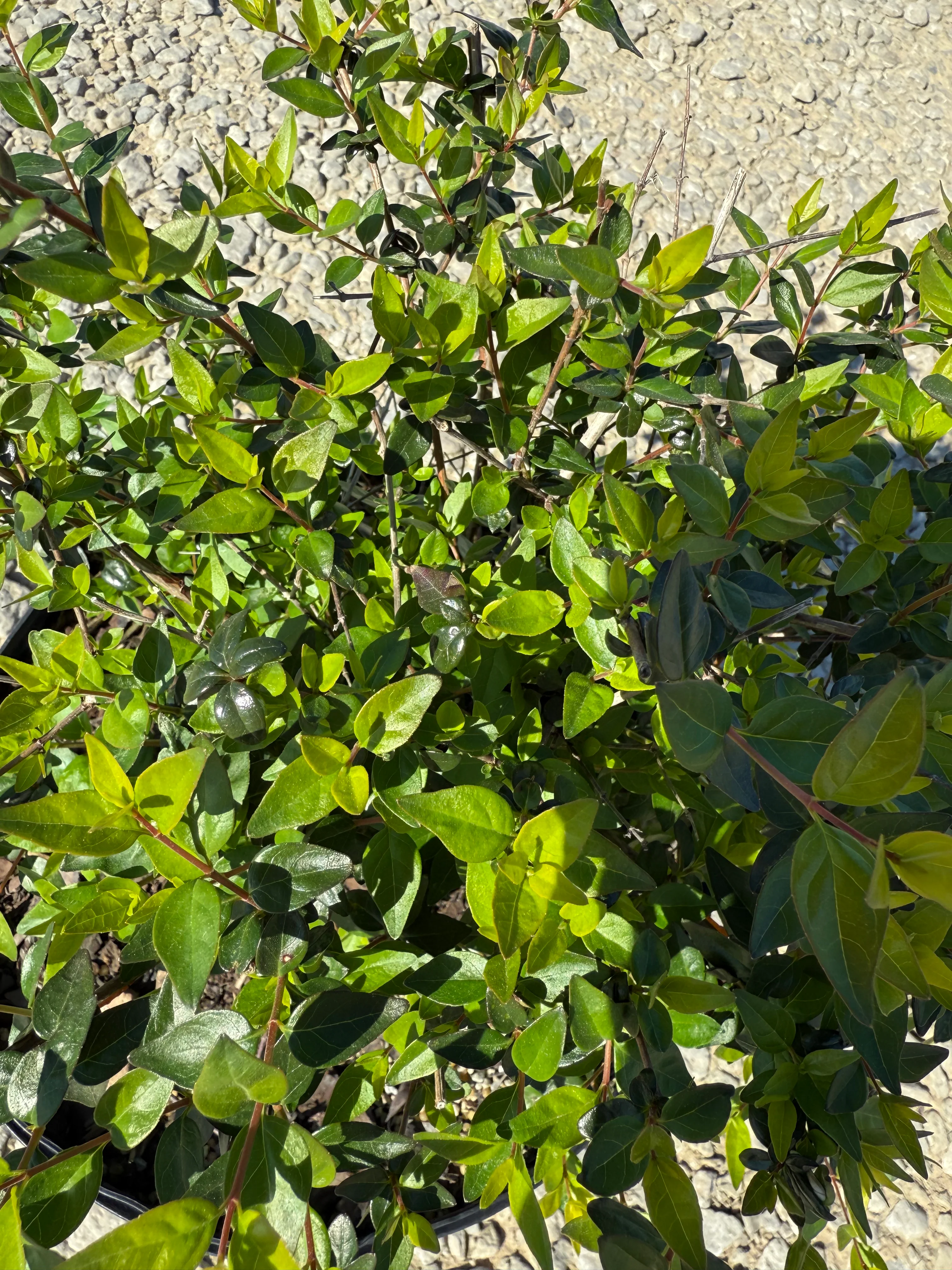 Edward Goucher Abelia - Image 3
