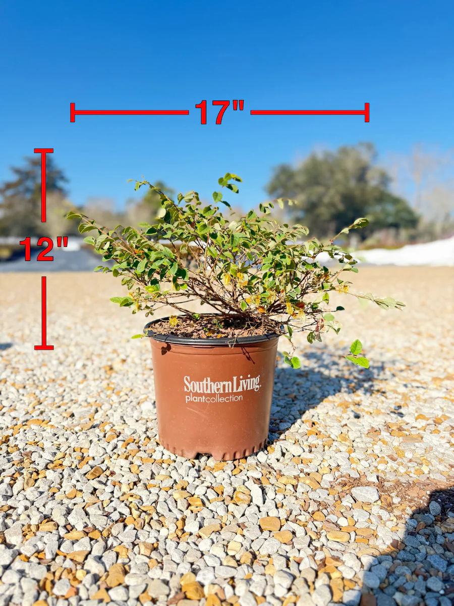 Emerald Snow Loropetalum