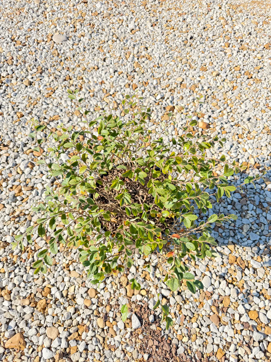 Emerald Snow Loropetalum - Image 2