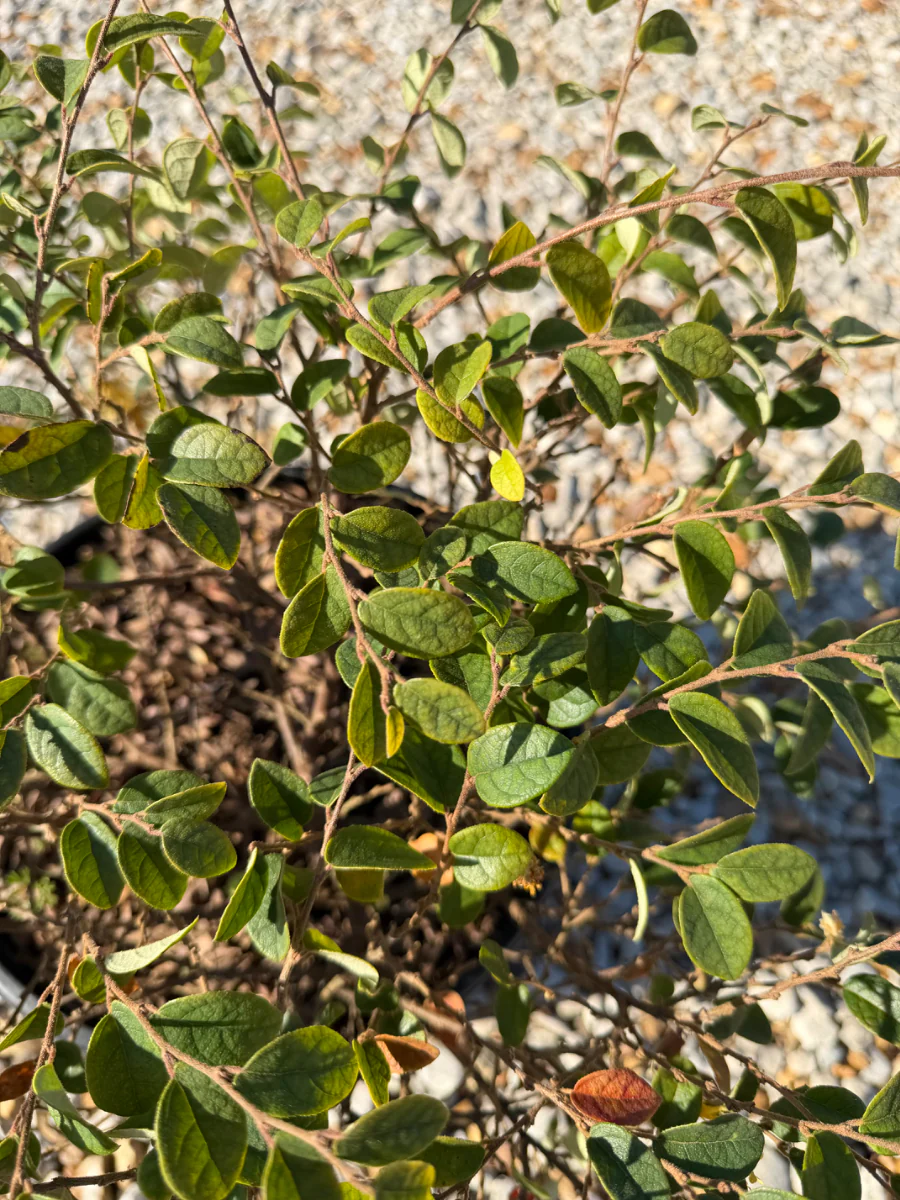 Emerald Snow Loropetalum - Image 3