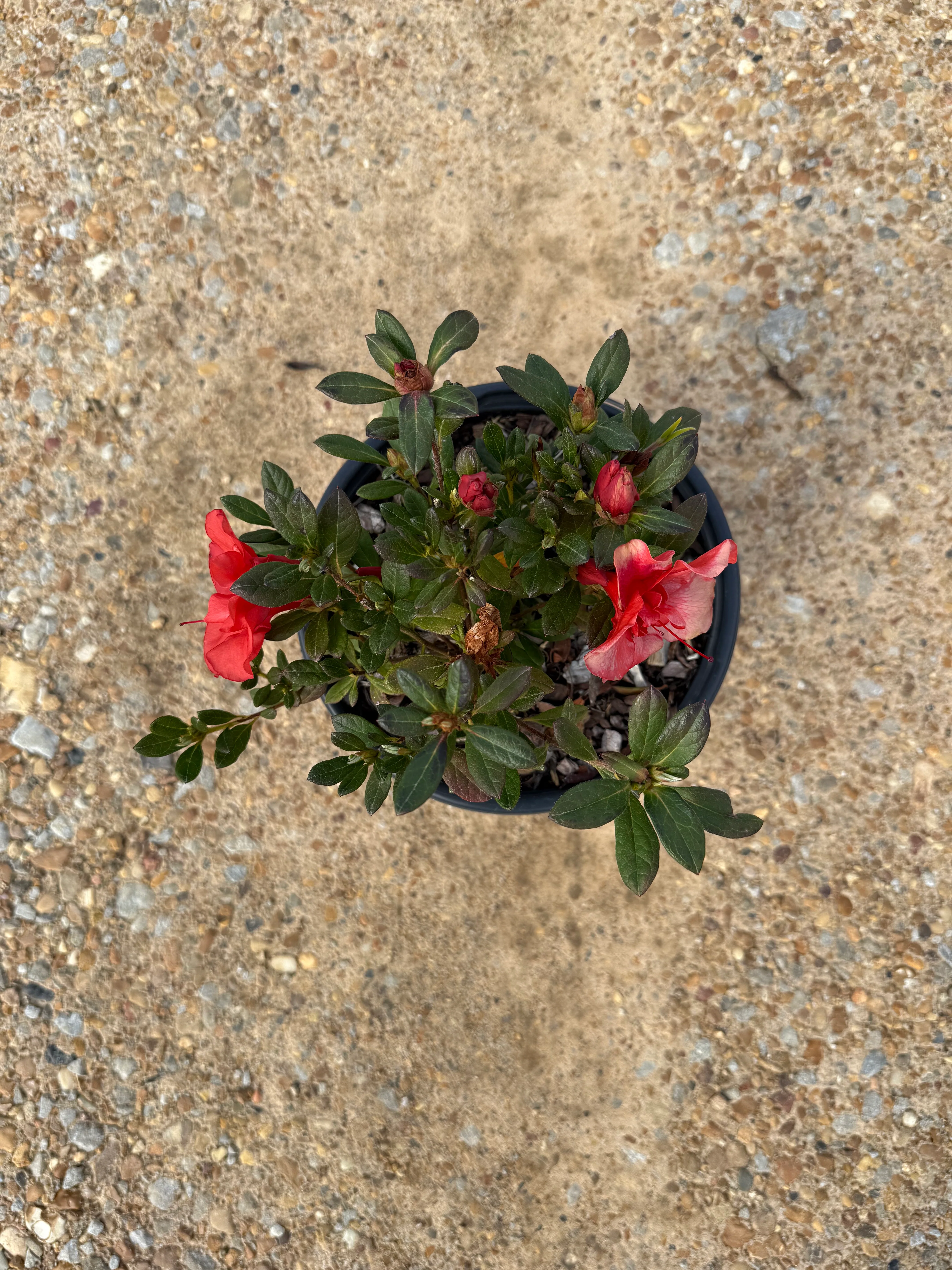 Encore Azalea Autumn Embers® - Image 2