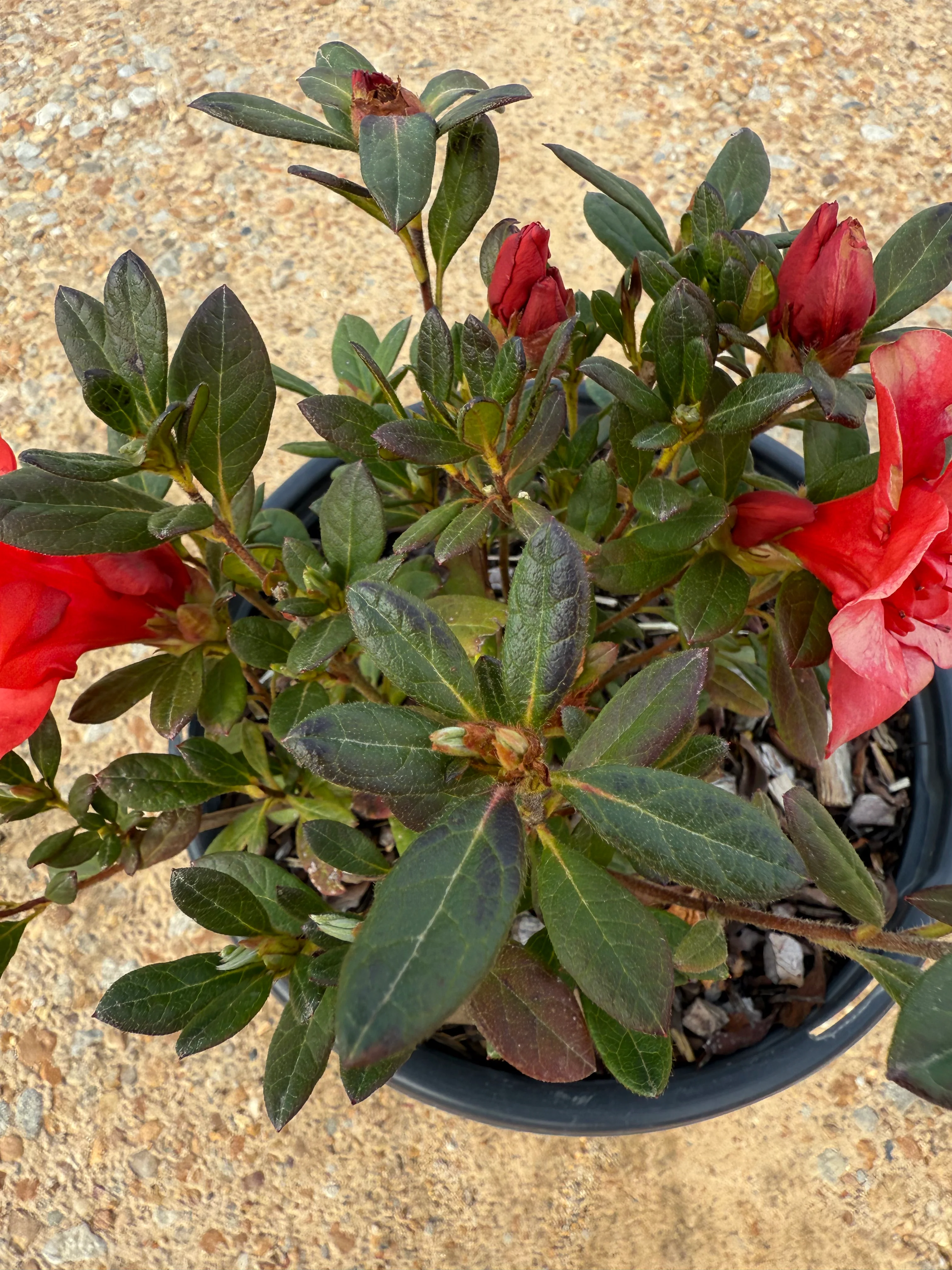 Encore Azalea Autumn Embers® - Image 3