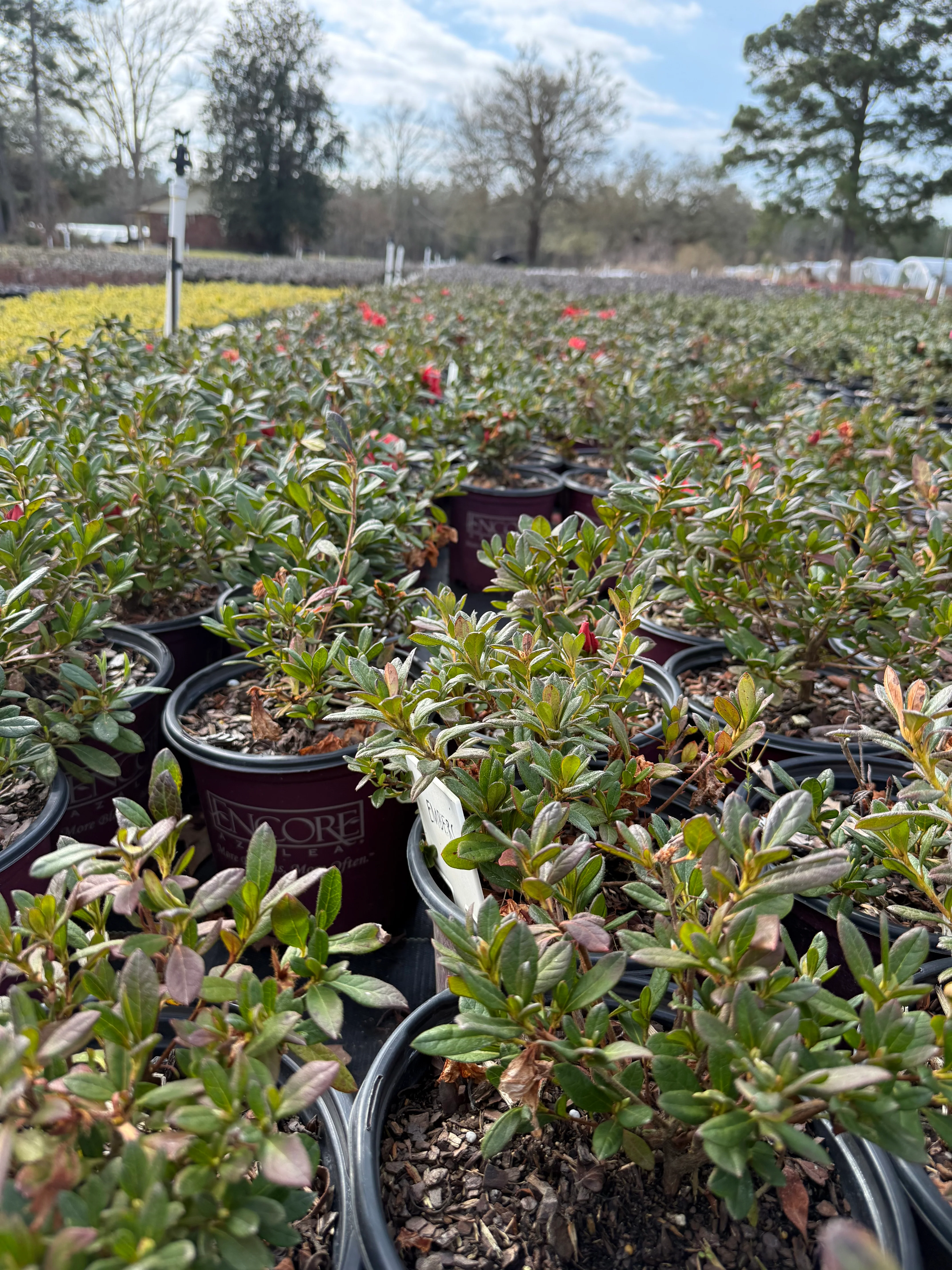 Encore Azalea Autumn Embers® - Image 4