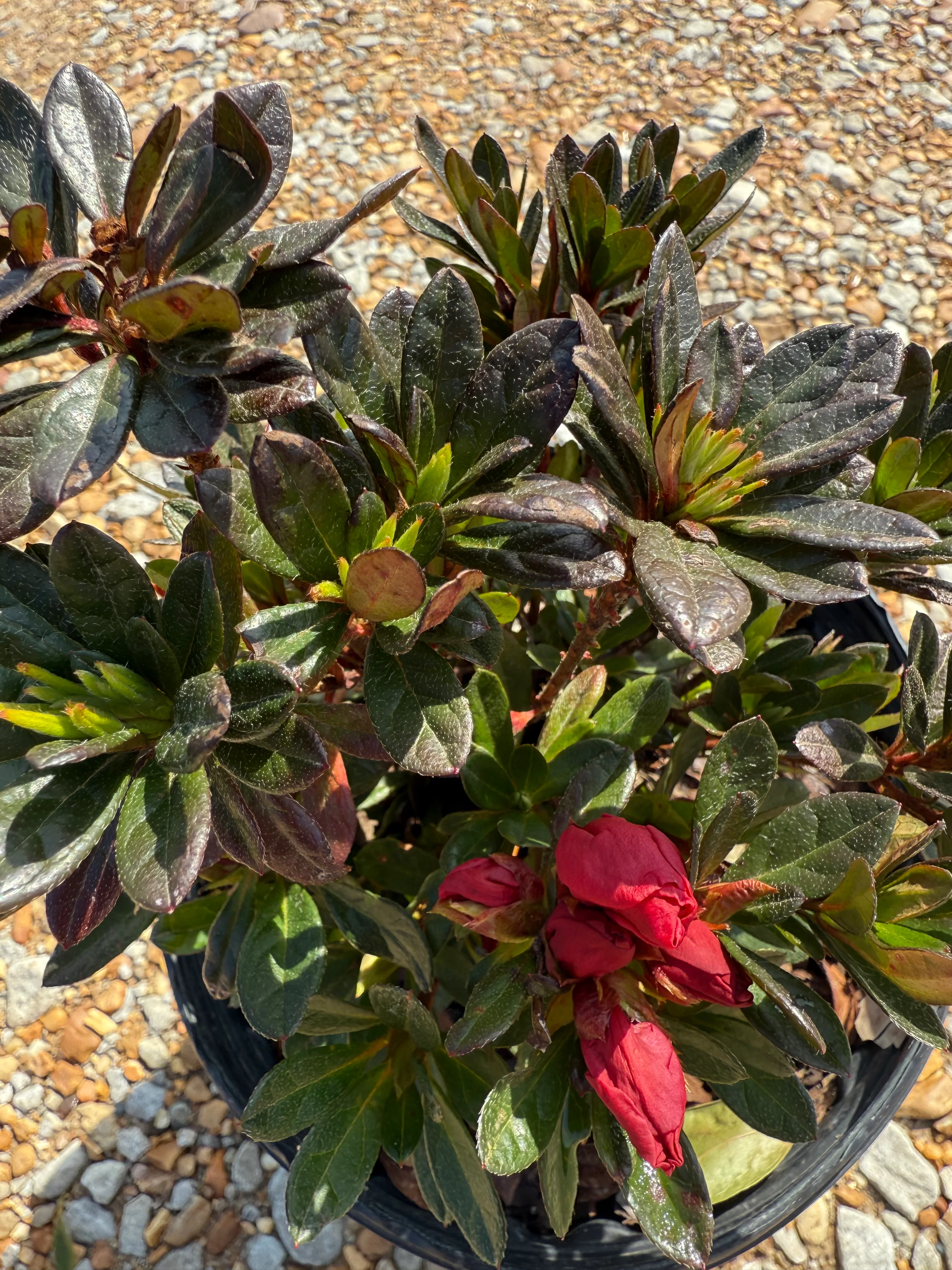 Encore Azalea Autumn Fire® - Image 3