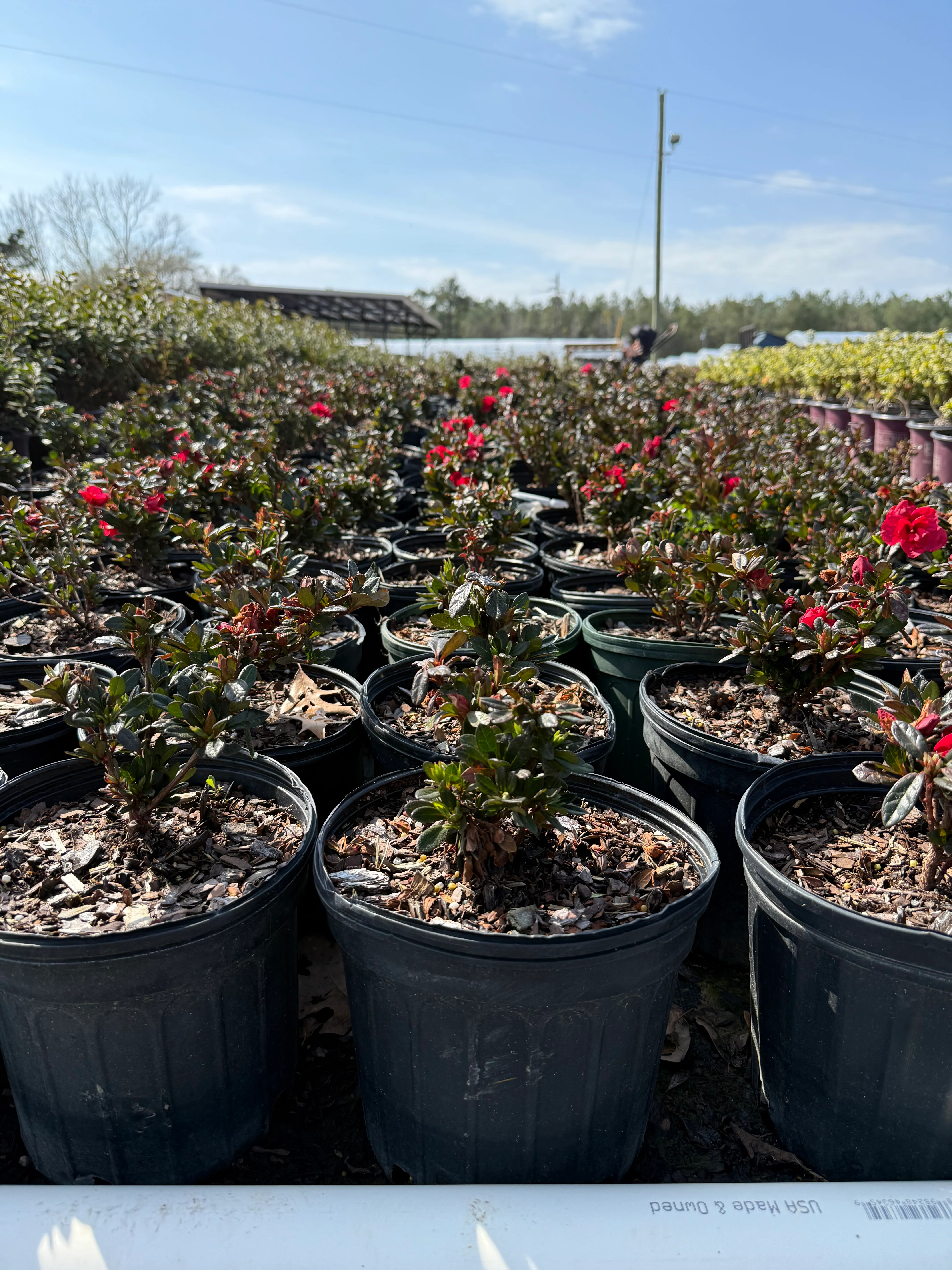 Encore Azalea Autumn Fire® - Image 4