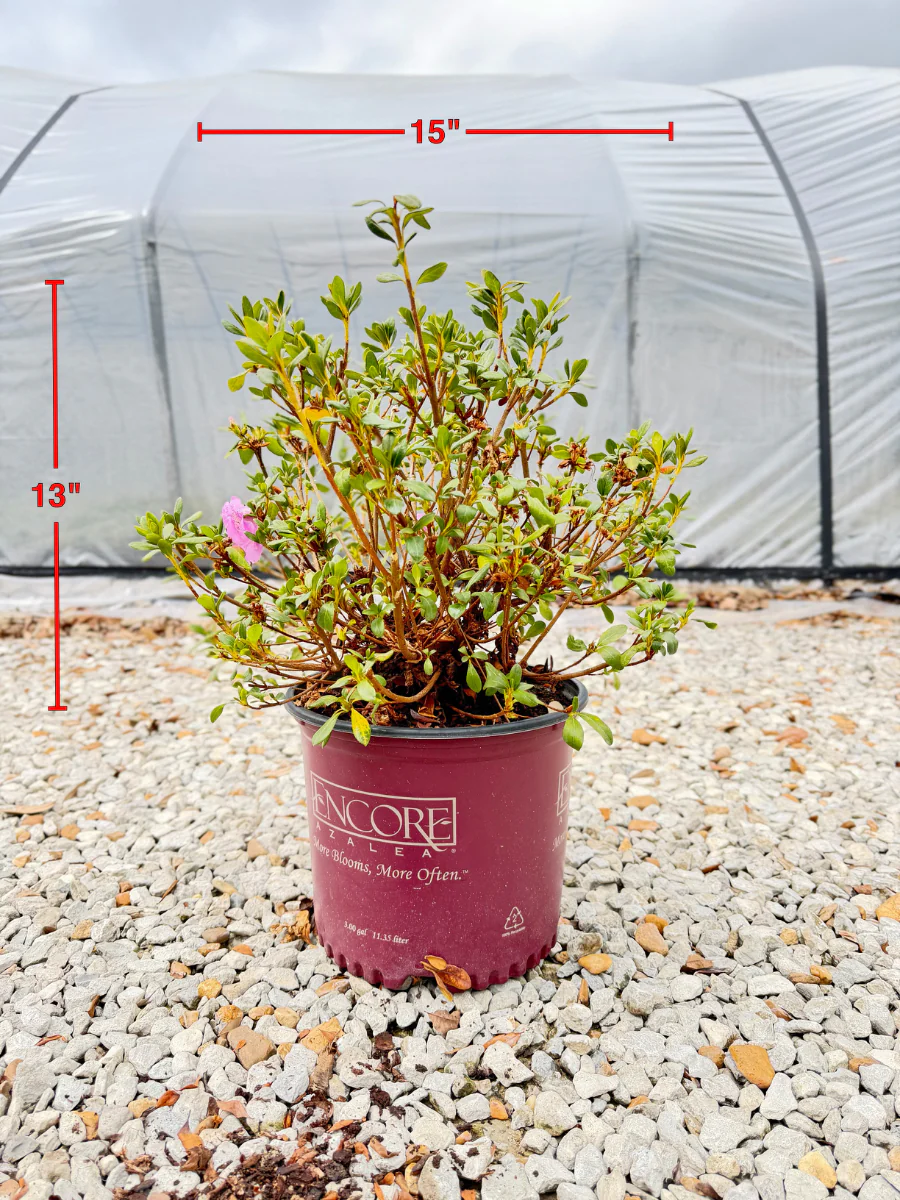 Encore Azalea Autumn Lilac®