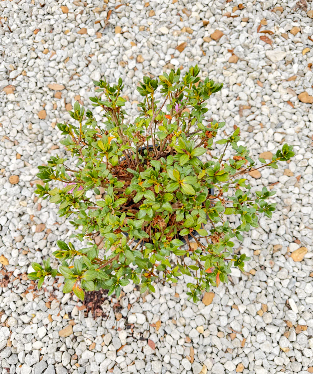 Encore Azalea Autumn Lilac® - Image 2