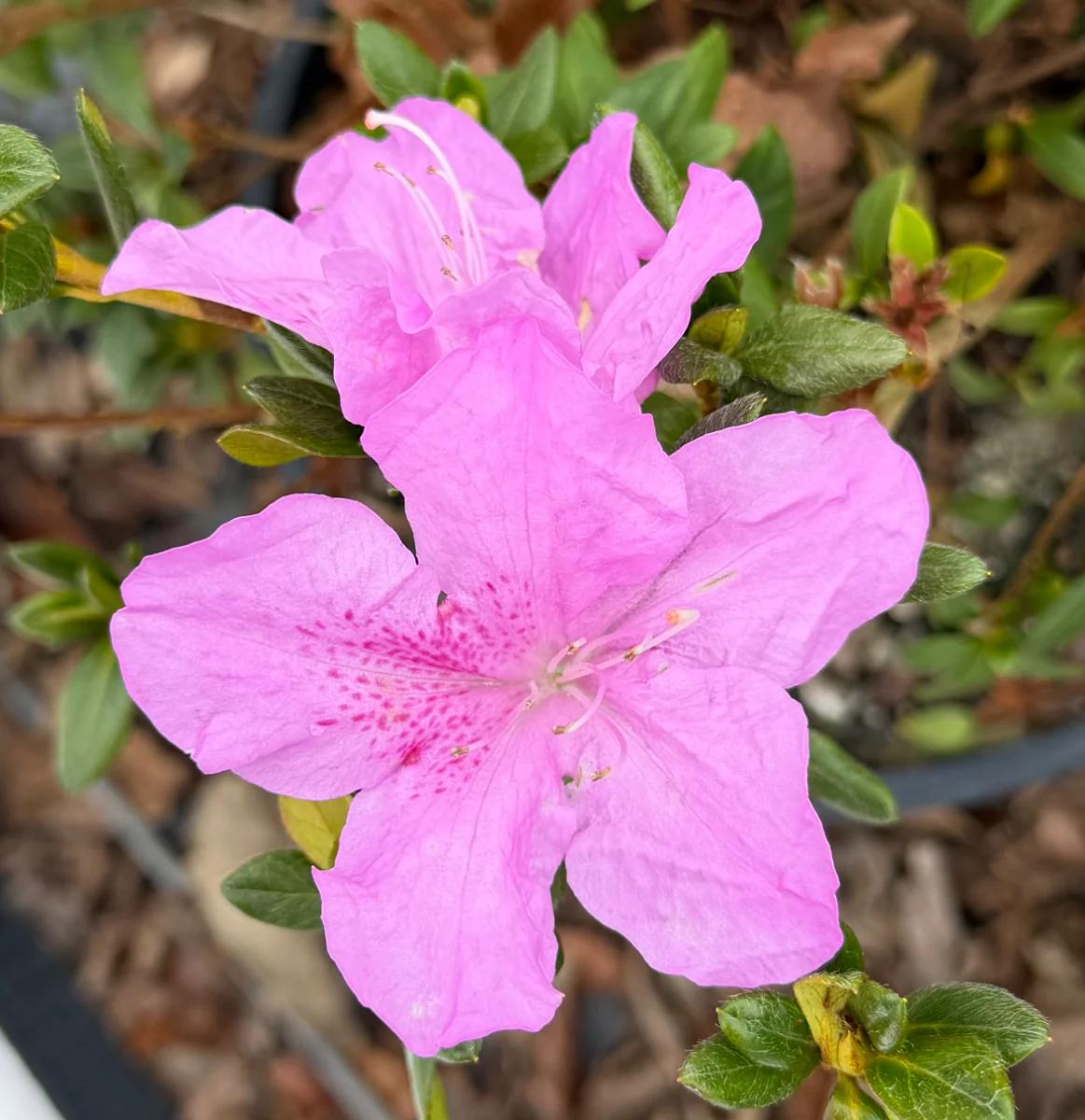 Encore Azalea Autumn Lilac® - Image 3