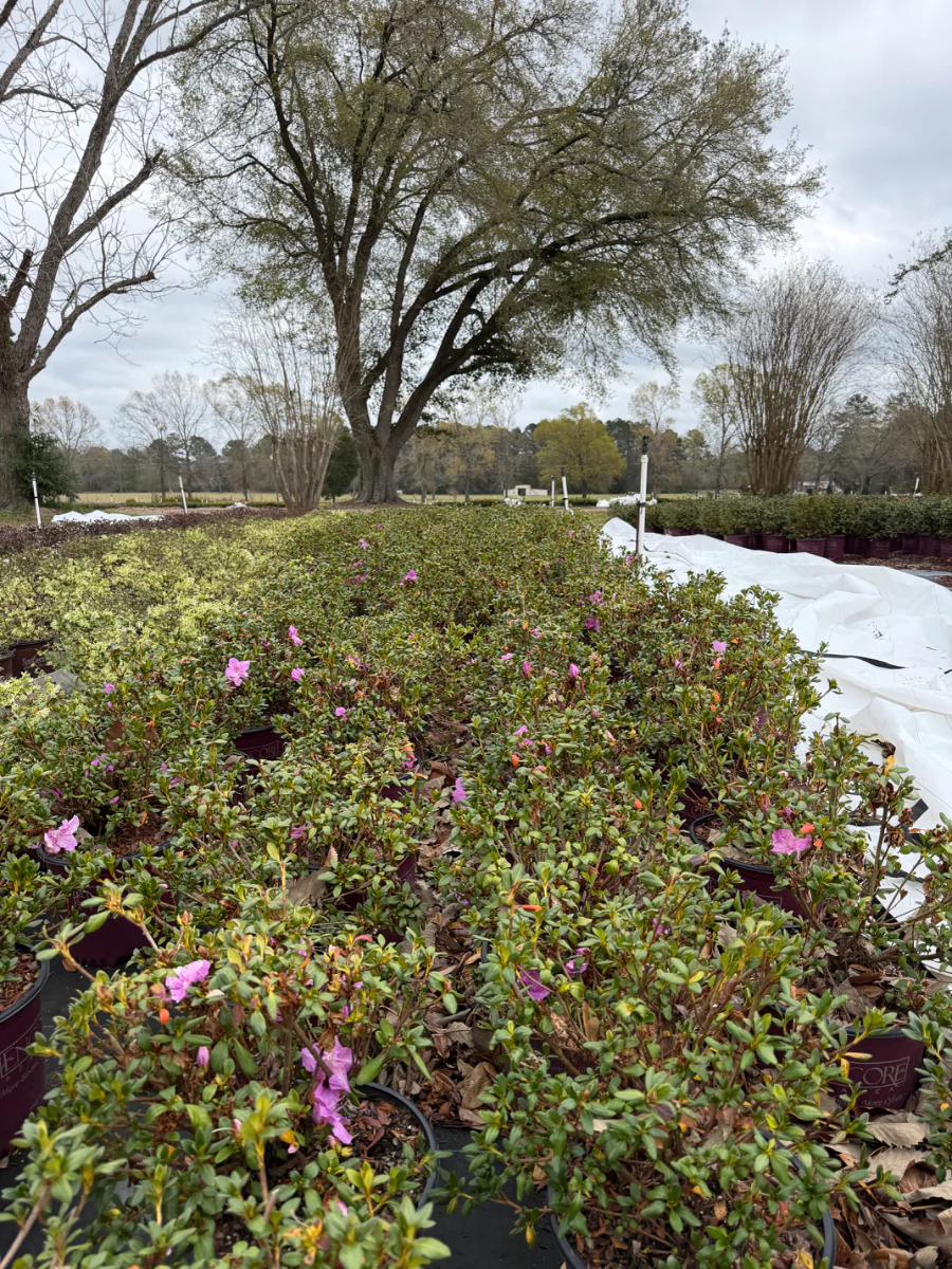 Encore Azalea Autumn Lilac® - Image 4
