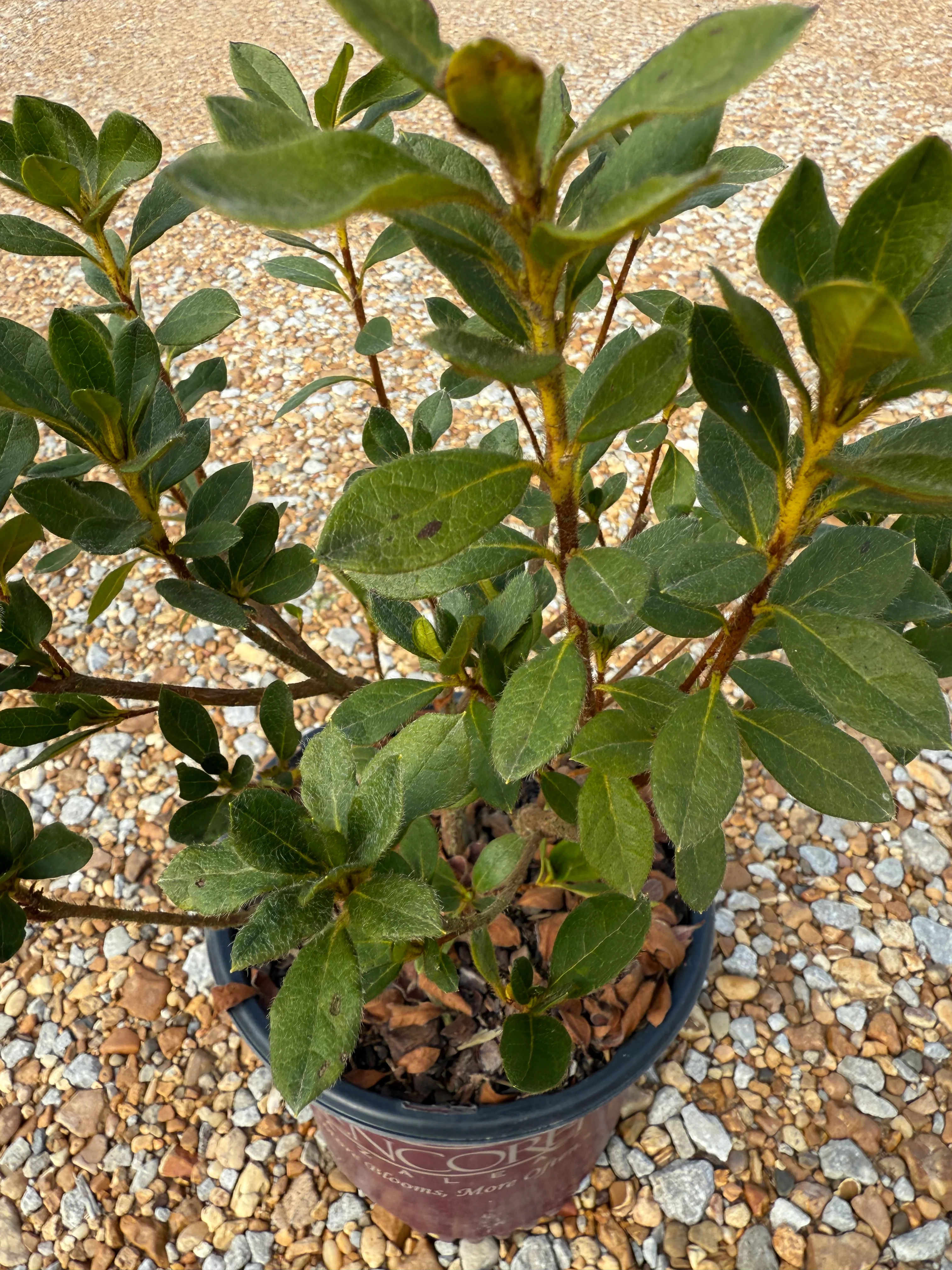 Encore Azalea Autumn Lily® - Image 4