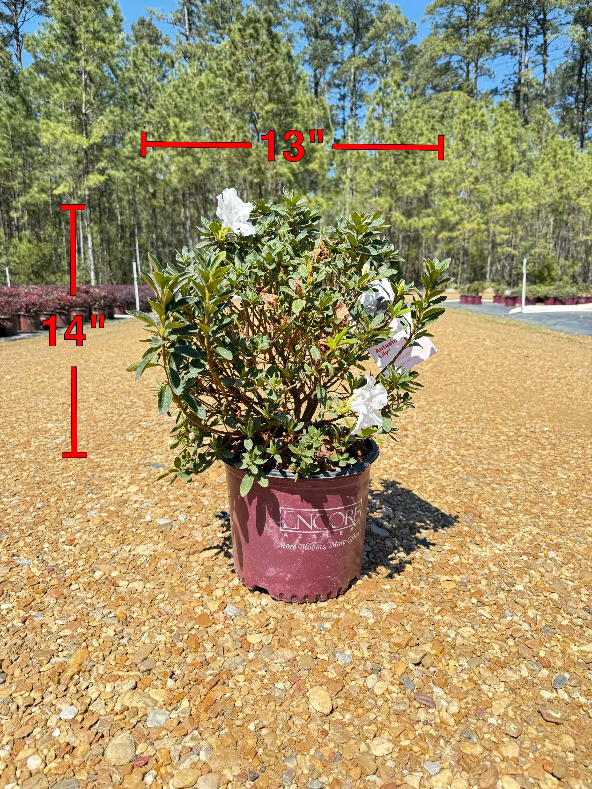 Encore Azalea Autumn Lily® - Image 6