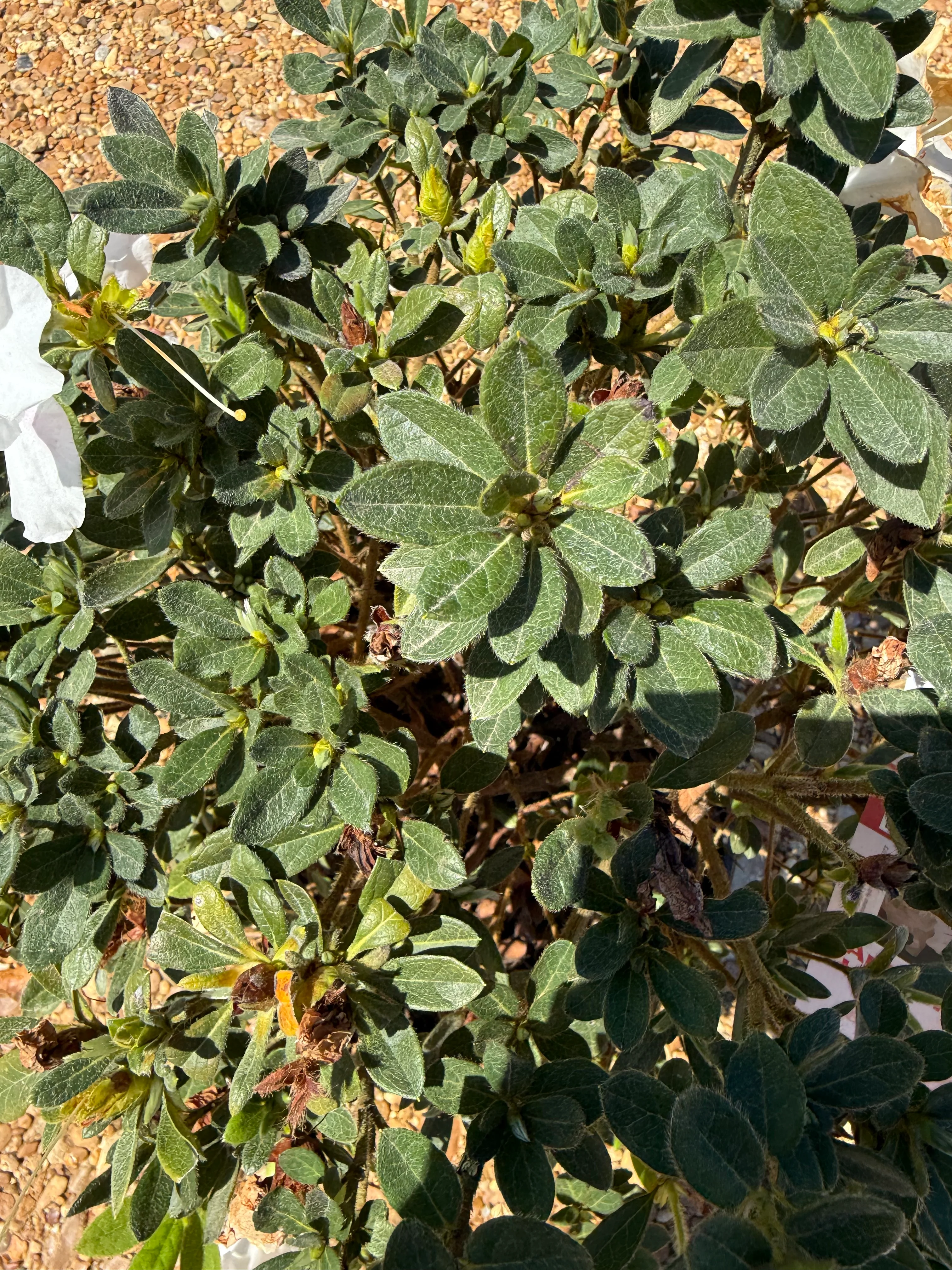 Encore Azalea Autumn Lily® - Image 8